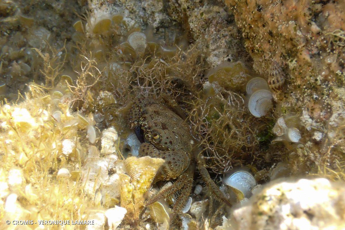 Crabe verruqueux