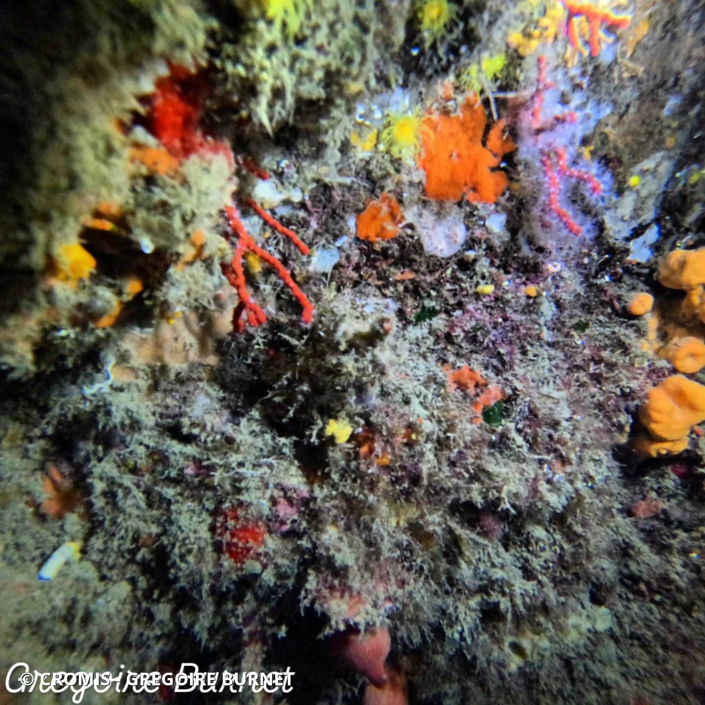 Corail rouge de Méditerranée