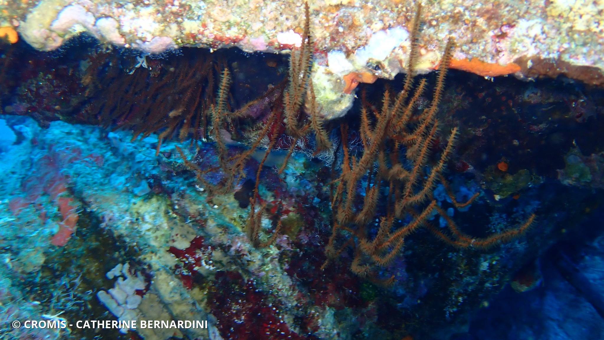 Corail noir dichotome