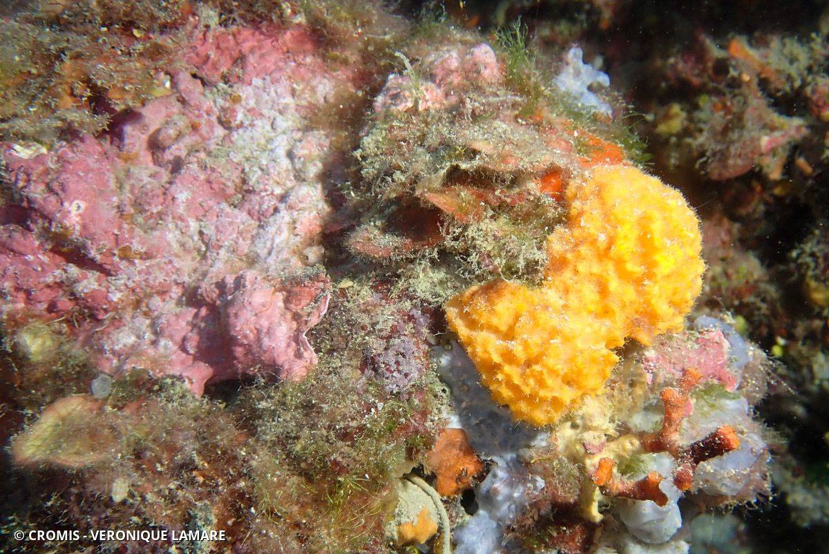 Eponge épineuse orange