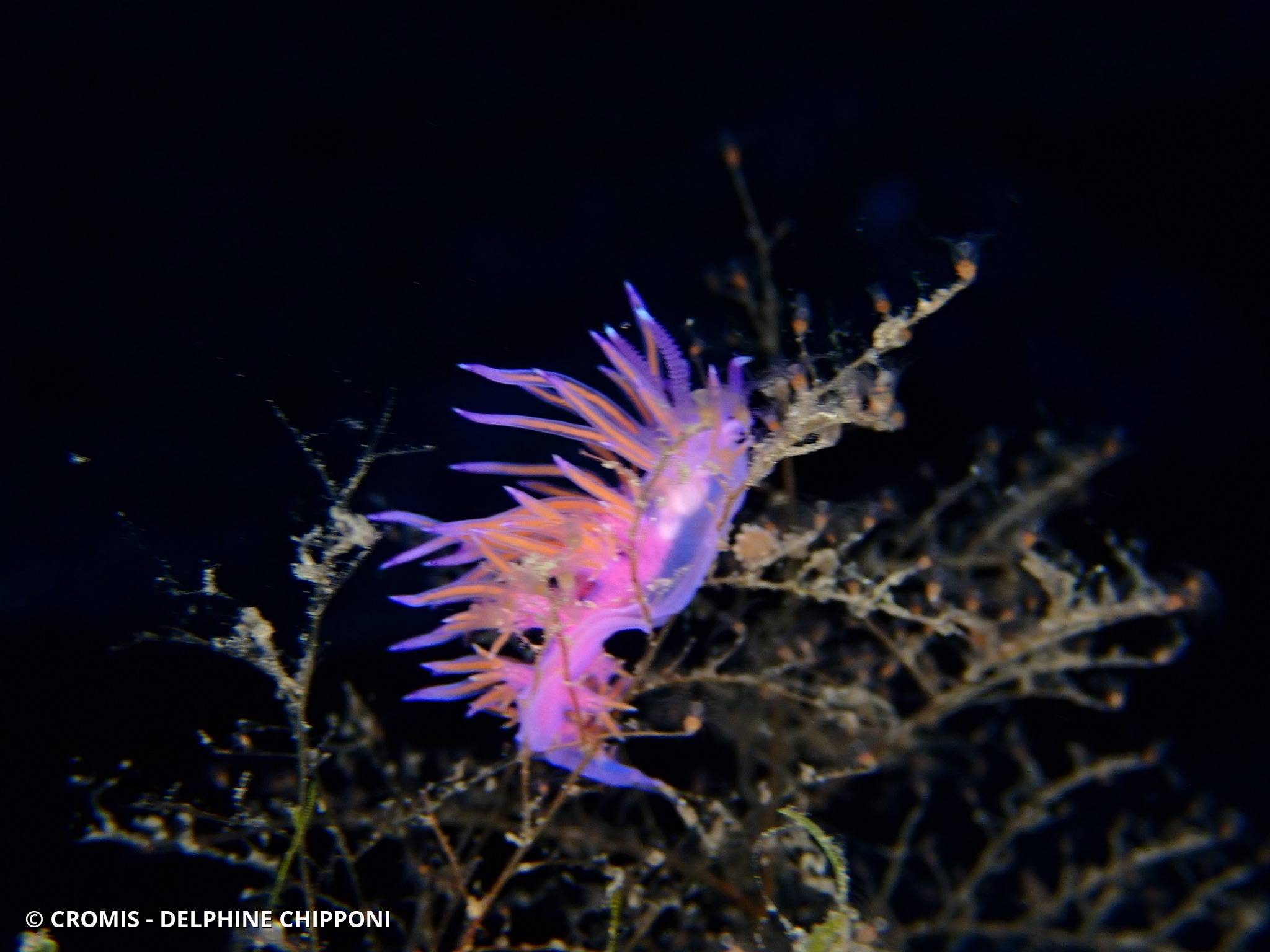 Flabelline mauve