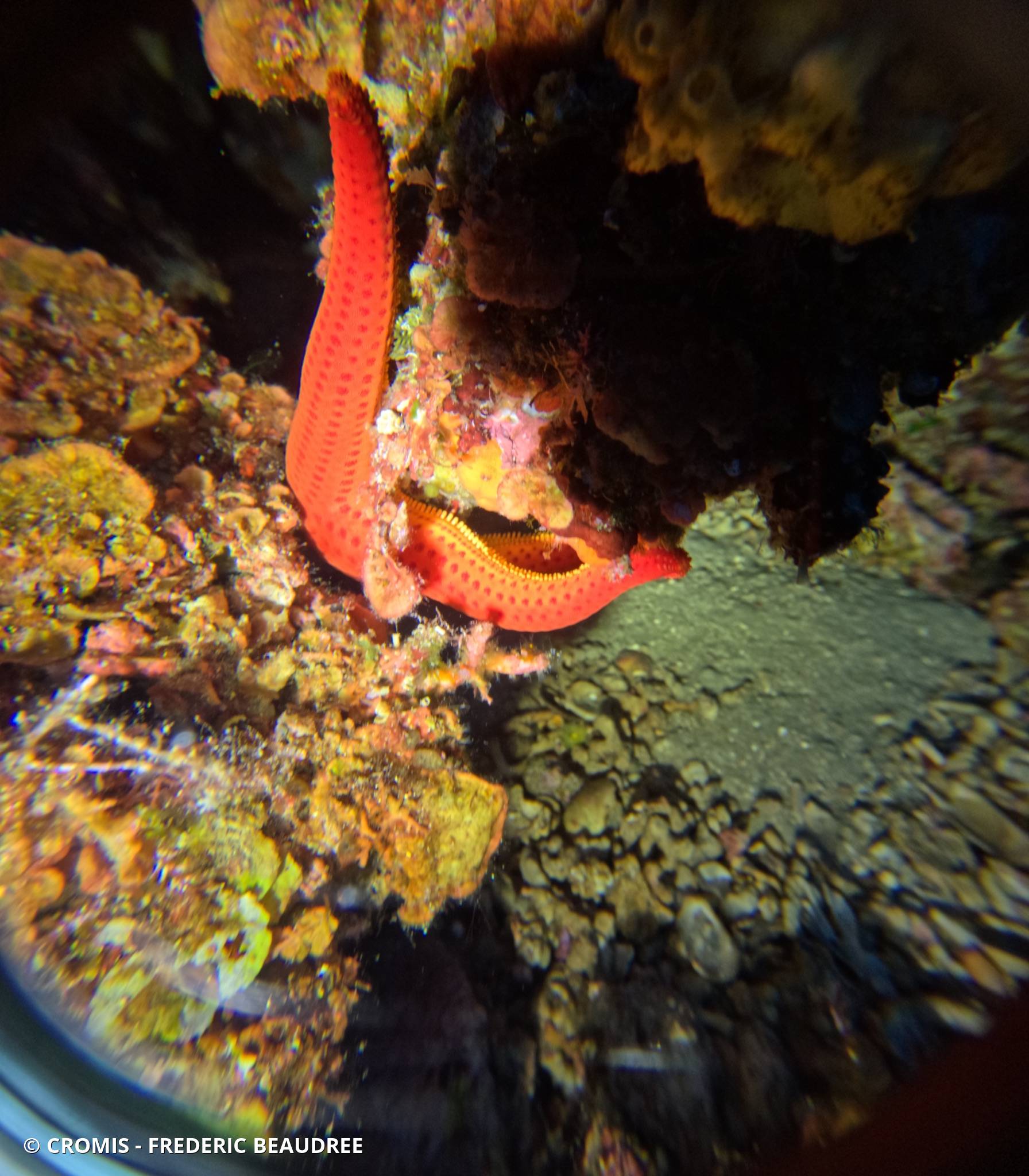 Etoile de mer lisse