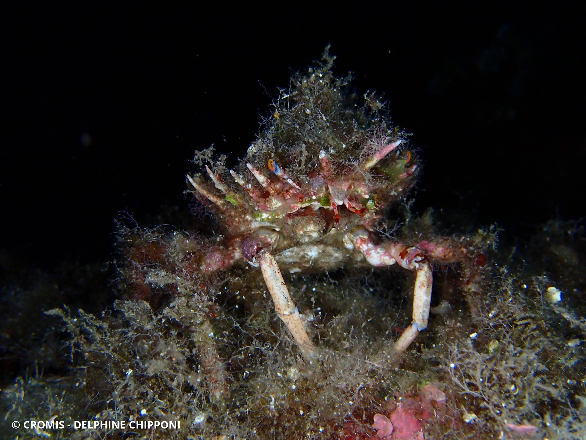 Petite araignée de mer