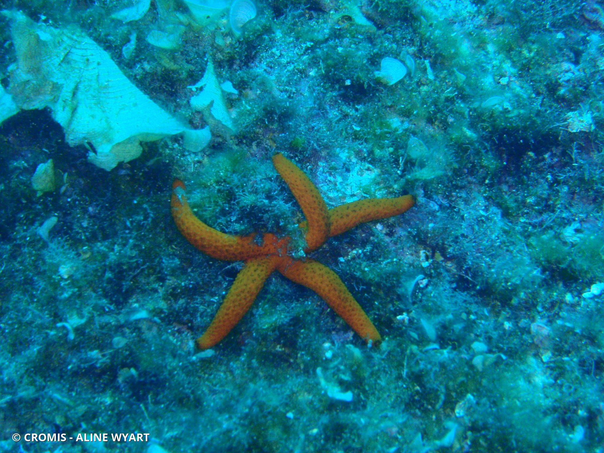 Etoile de mer rouge