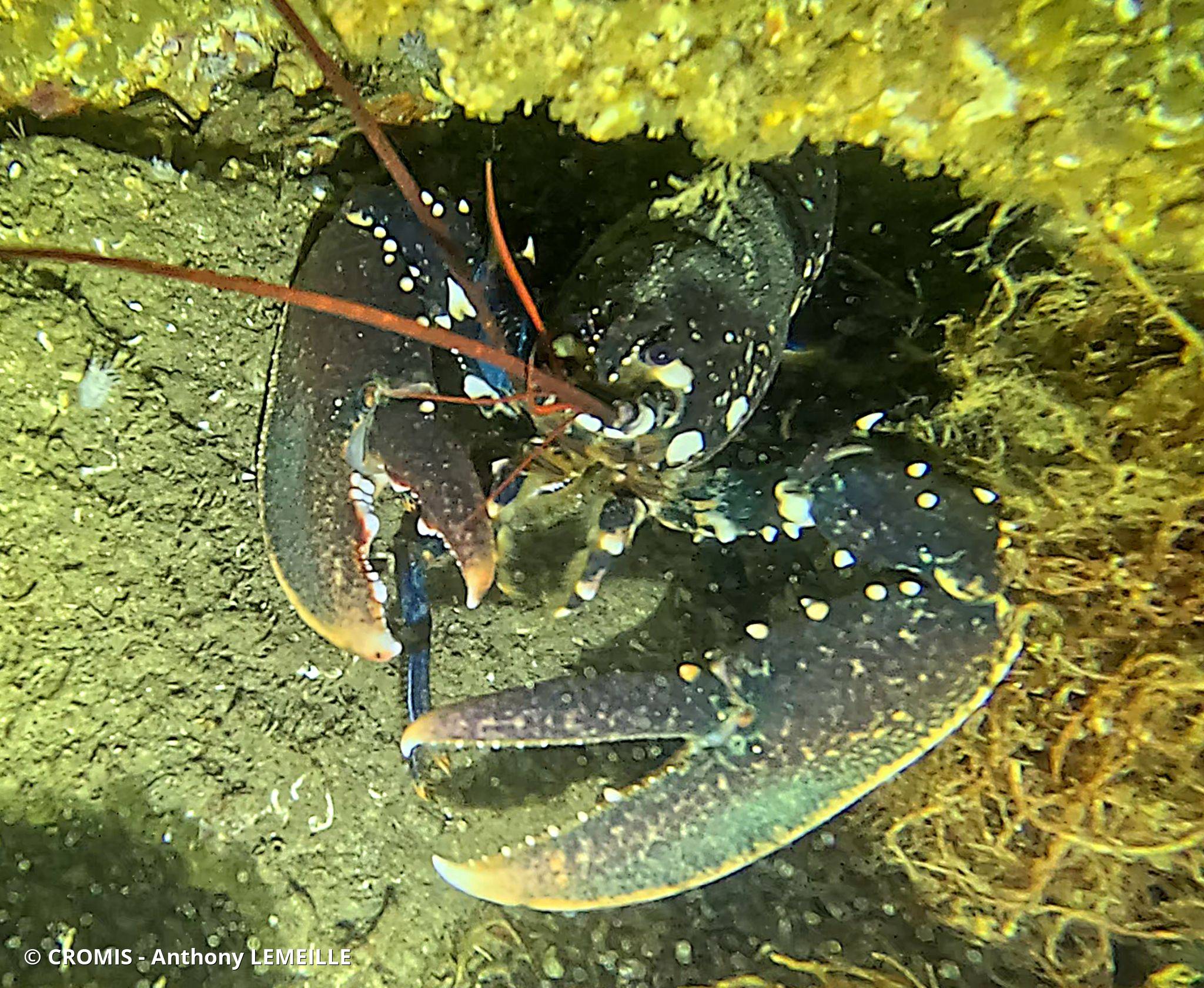 Homard européen