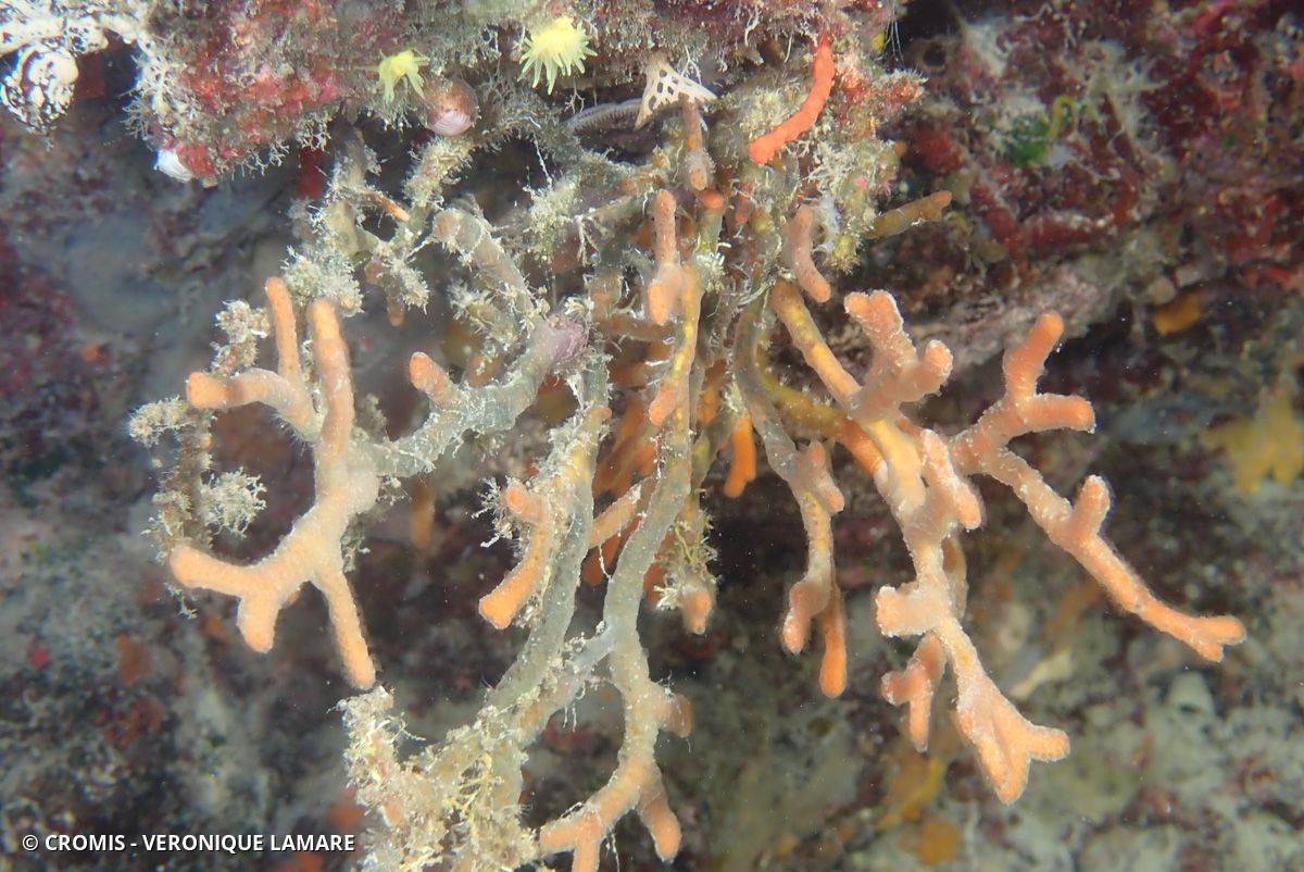 Bryozoaire bois de cerf