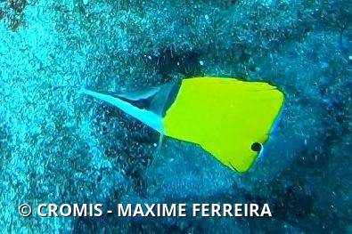 Poisson-pincette jaune