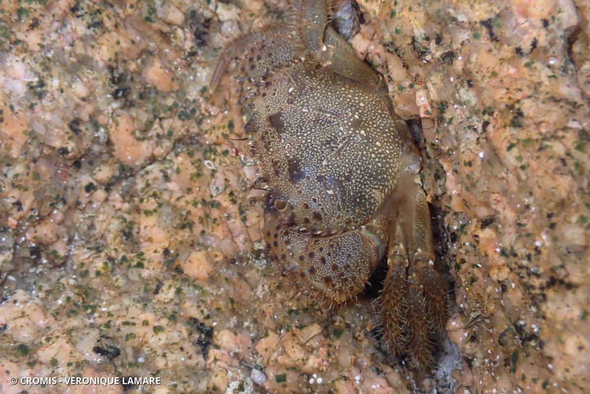 Crabe verruqueux