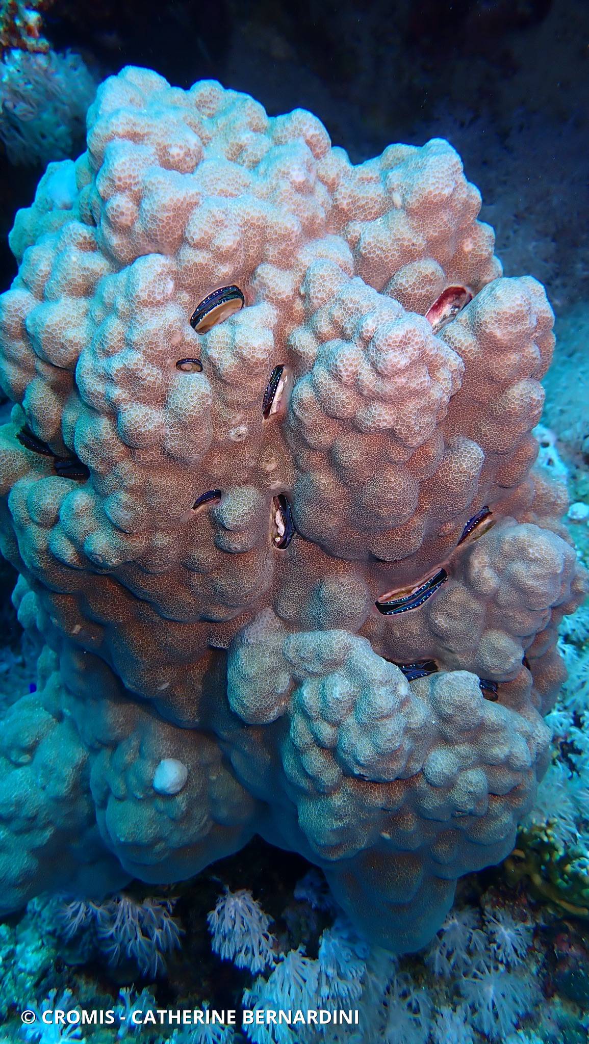 Huître corallicole