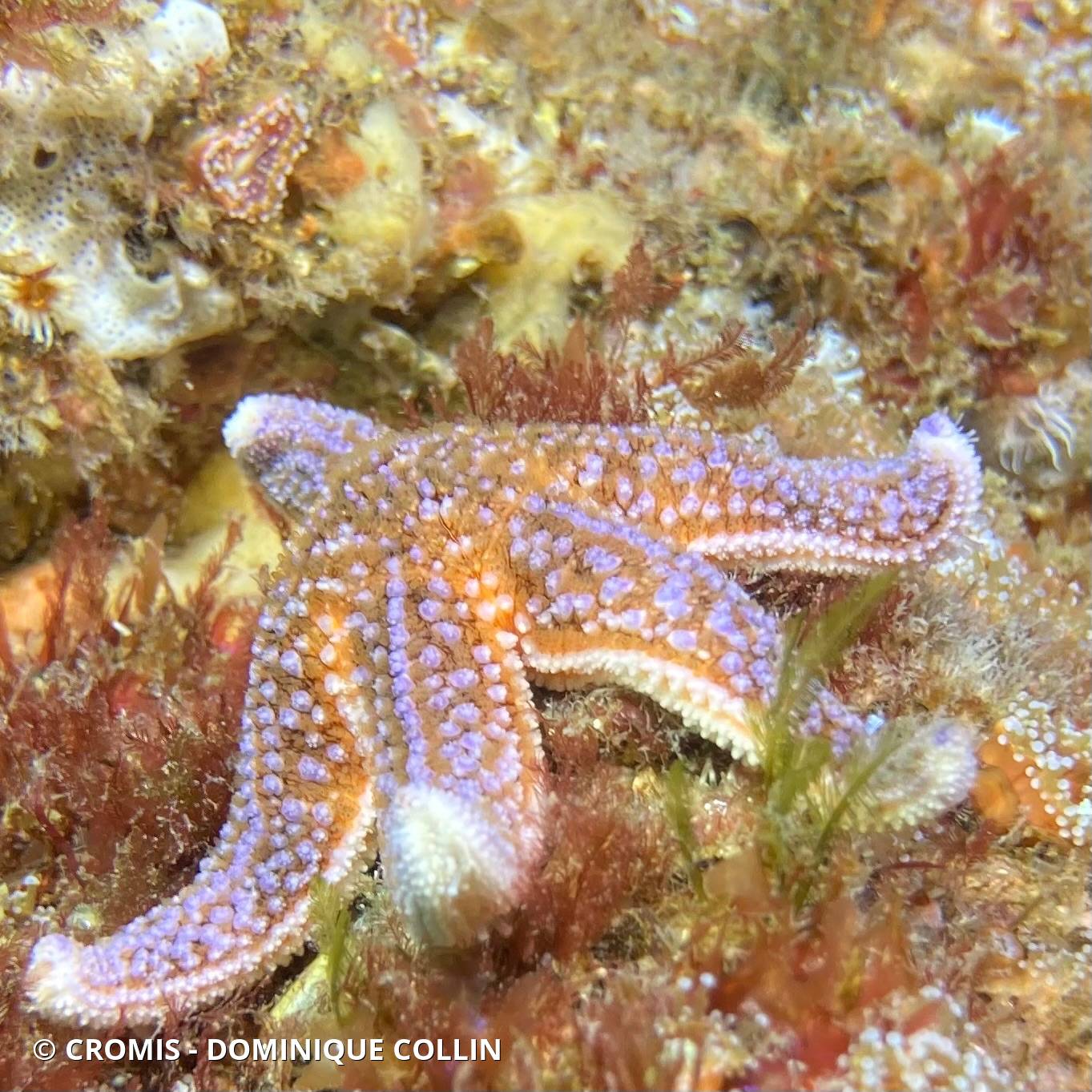 Étoile de mer commune