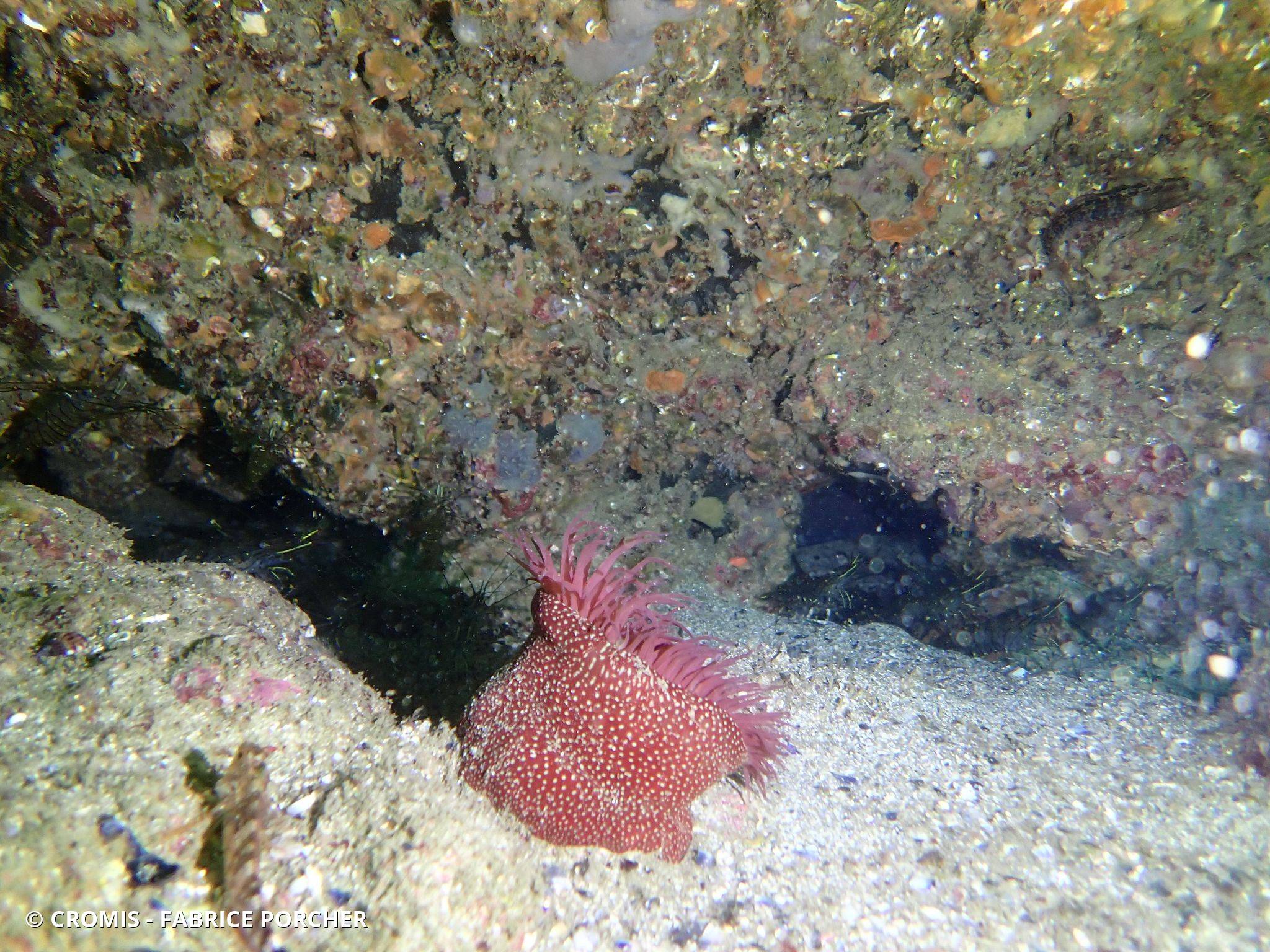 Anémone fraise