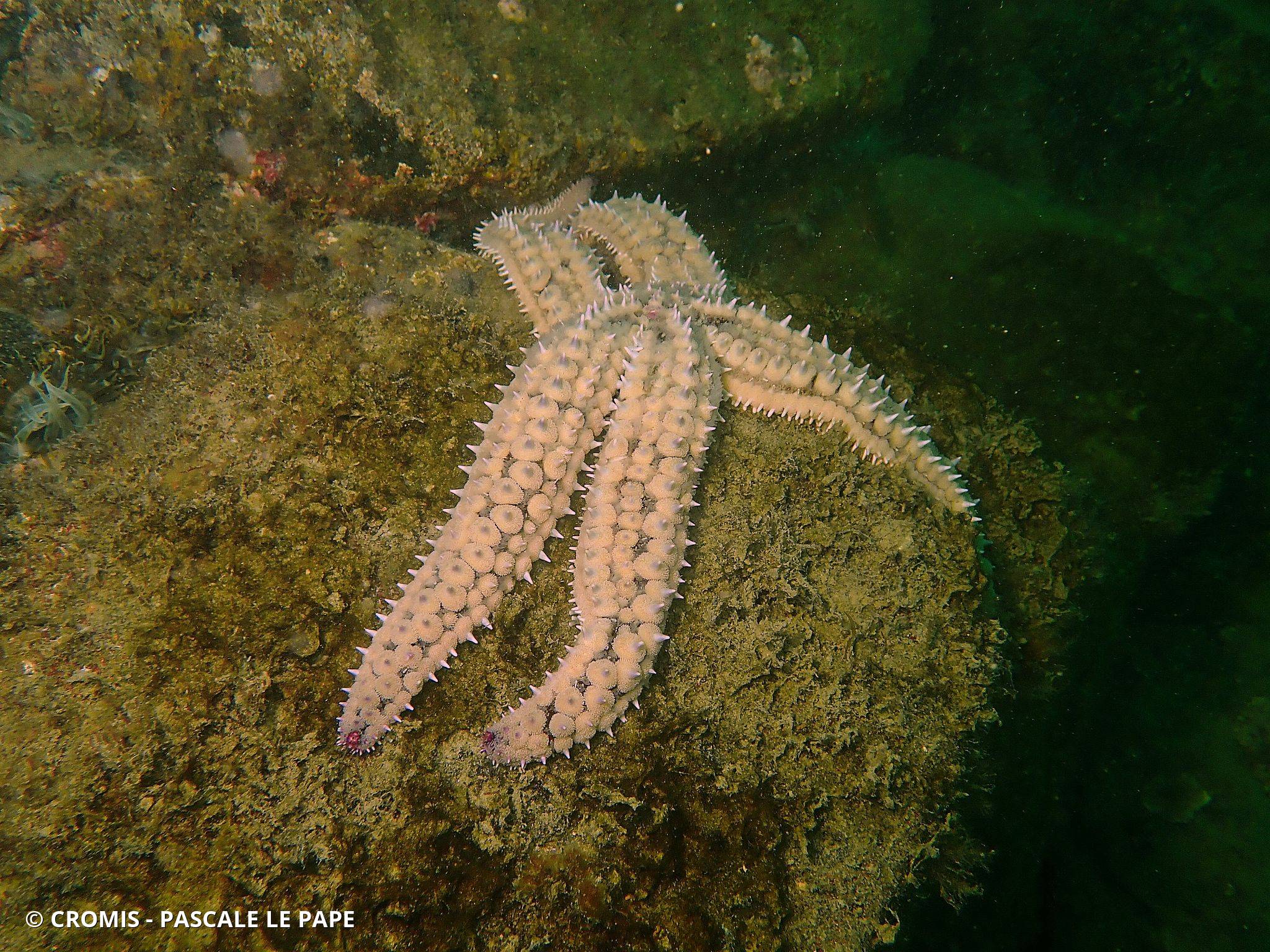 Etoile de mer glaciaire