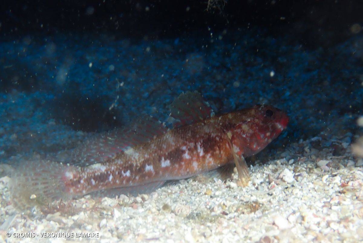 Gobie à bouche rouge
