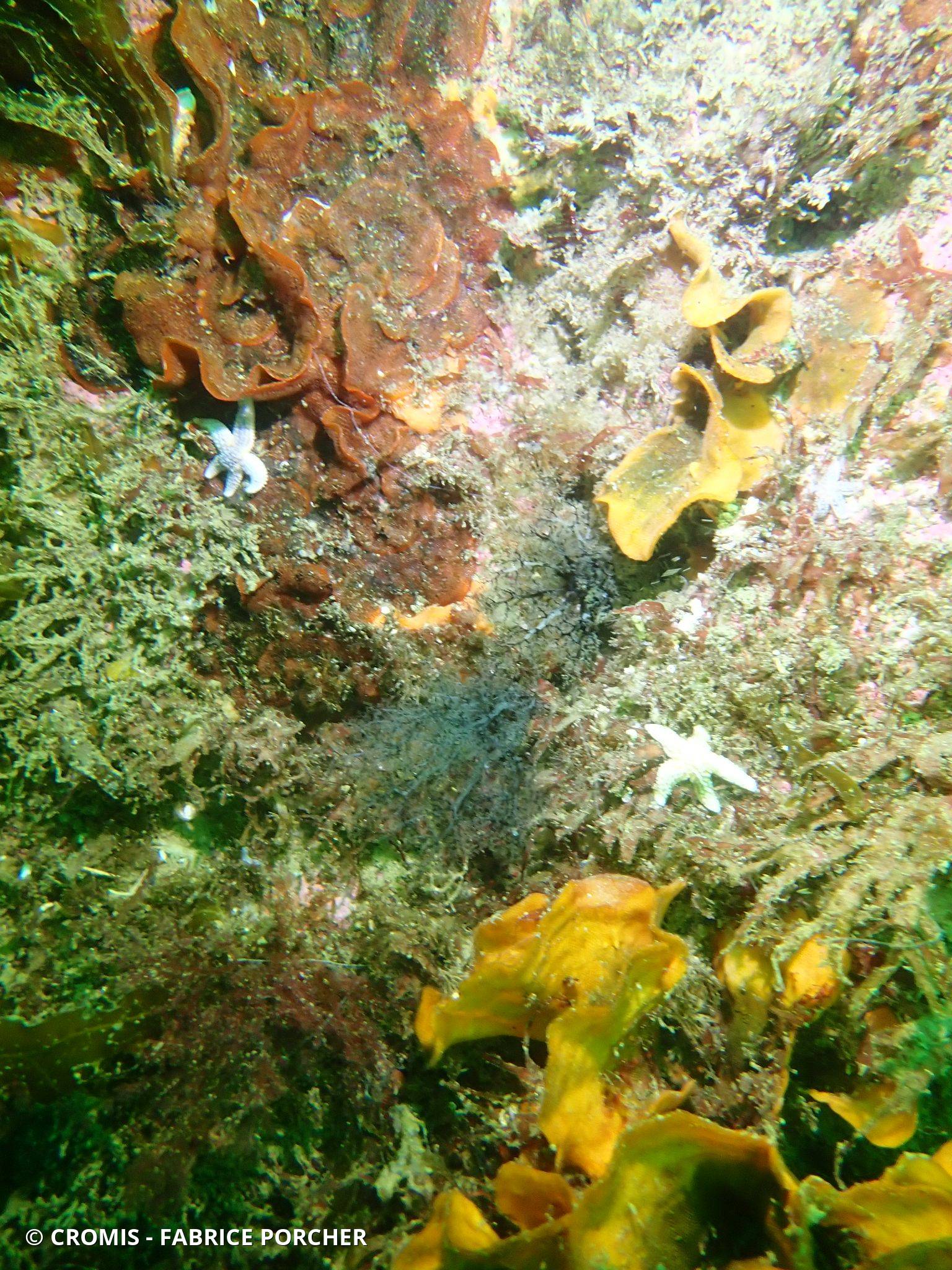Lèche-doigts de Lefèvre