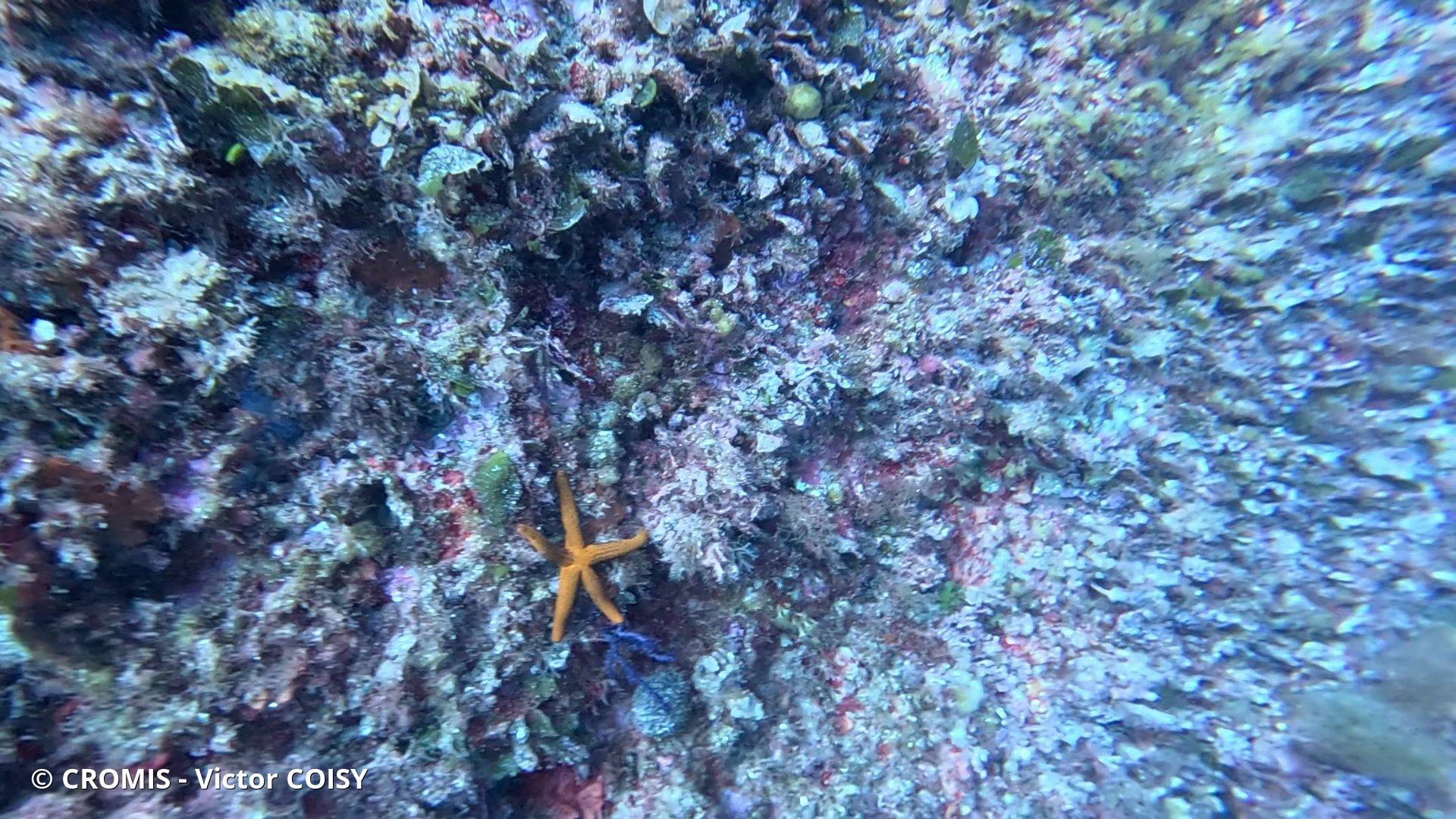 Etoile de mer rouge