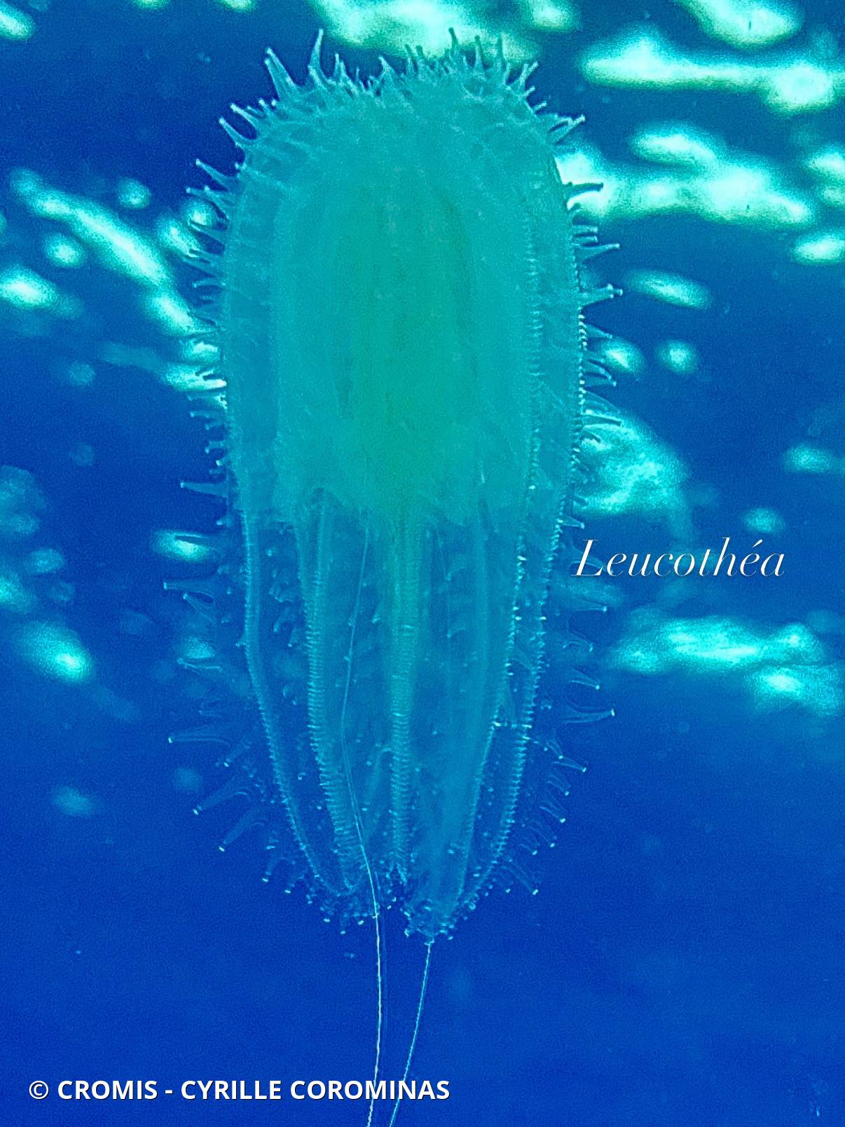 Leucothéa