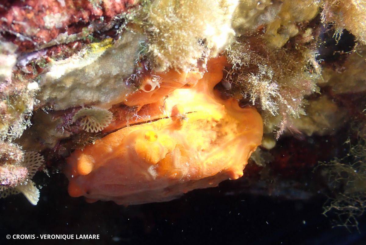 Spondyle pied-d'âne