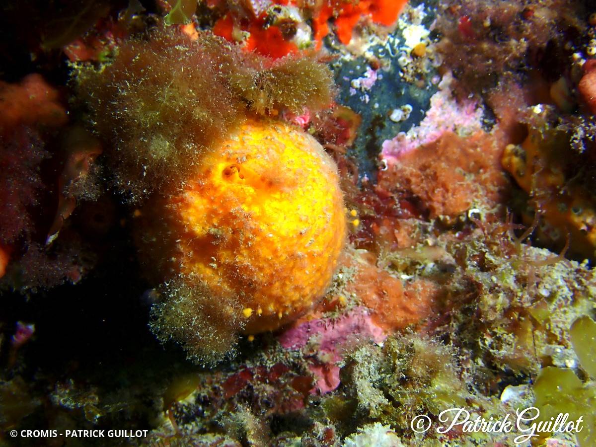Orange de mer de Manche Atlantique