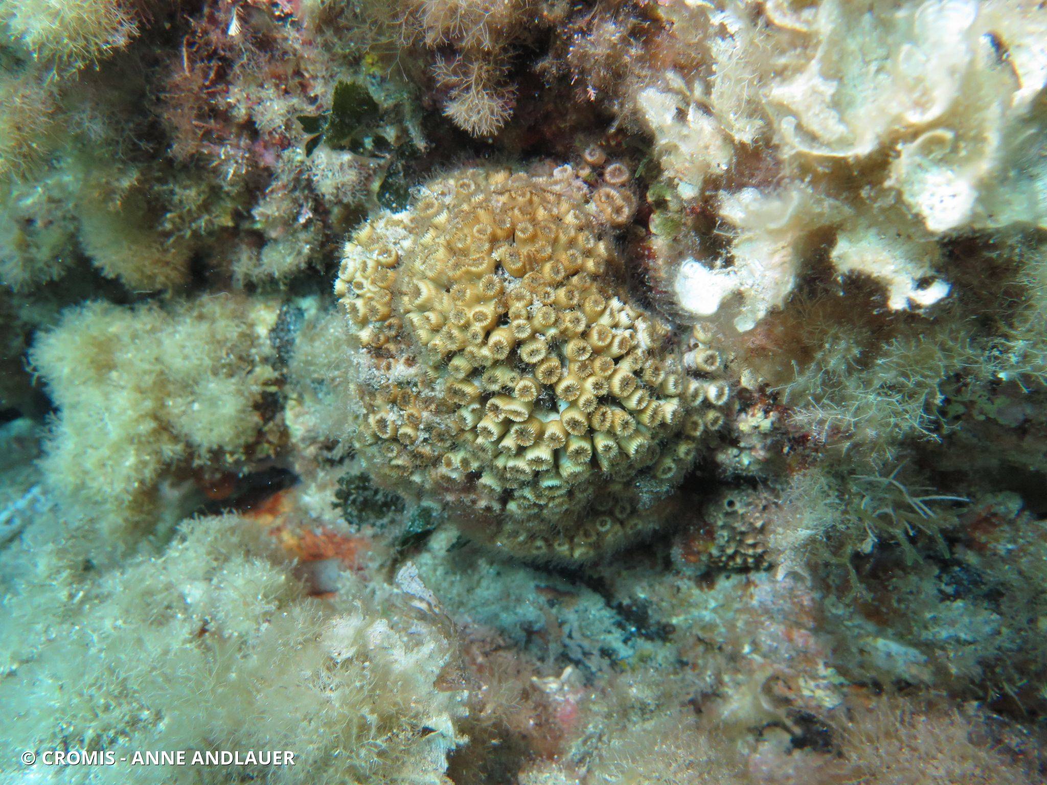 Photo 2 sur 126 : Cladocore en touffe