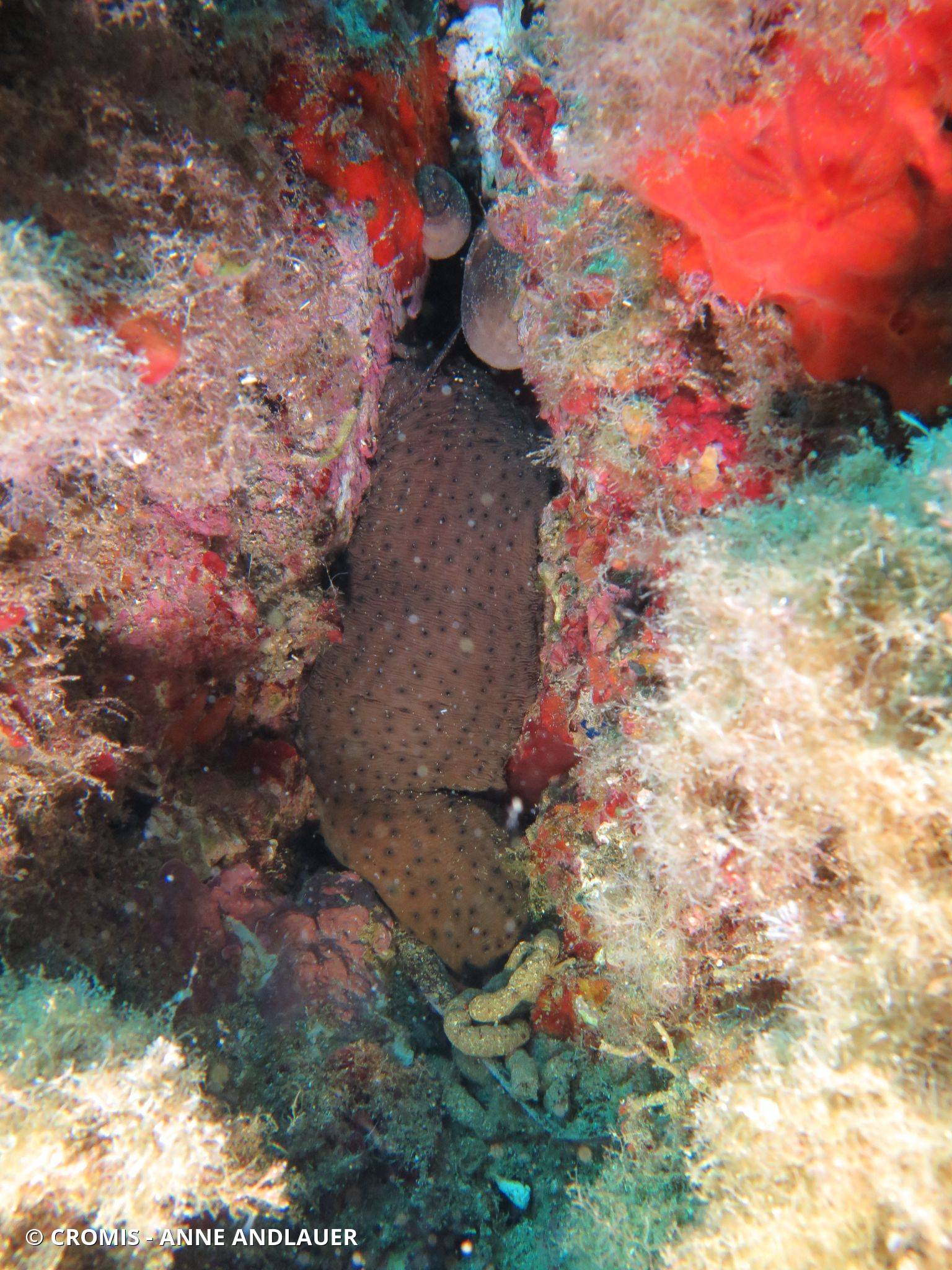 Concombre cracheur marron