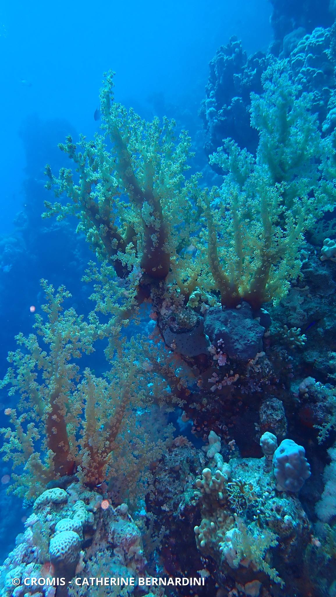Alcyonaire arborescent