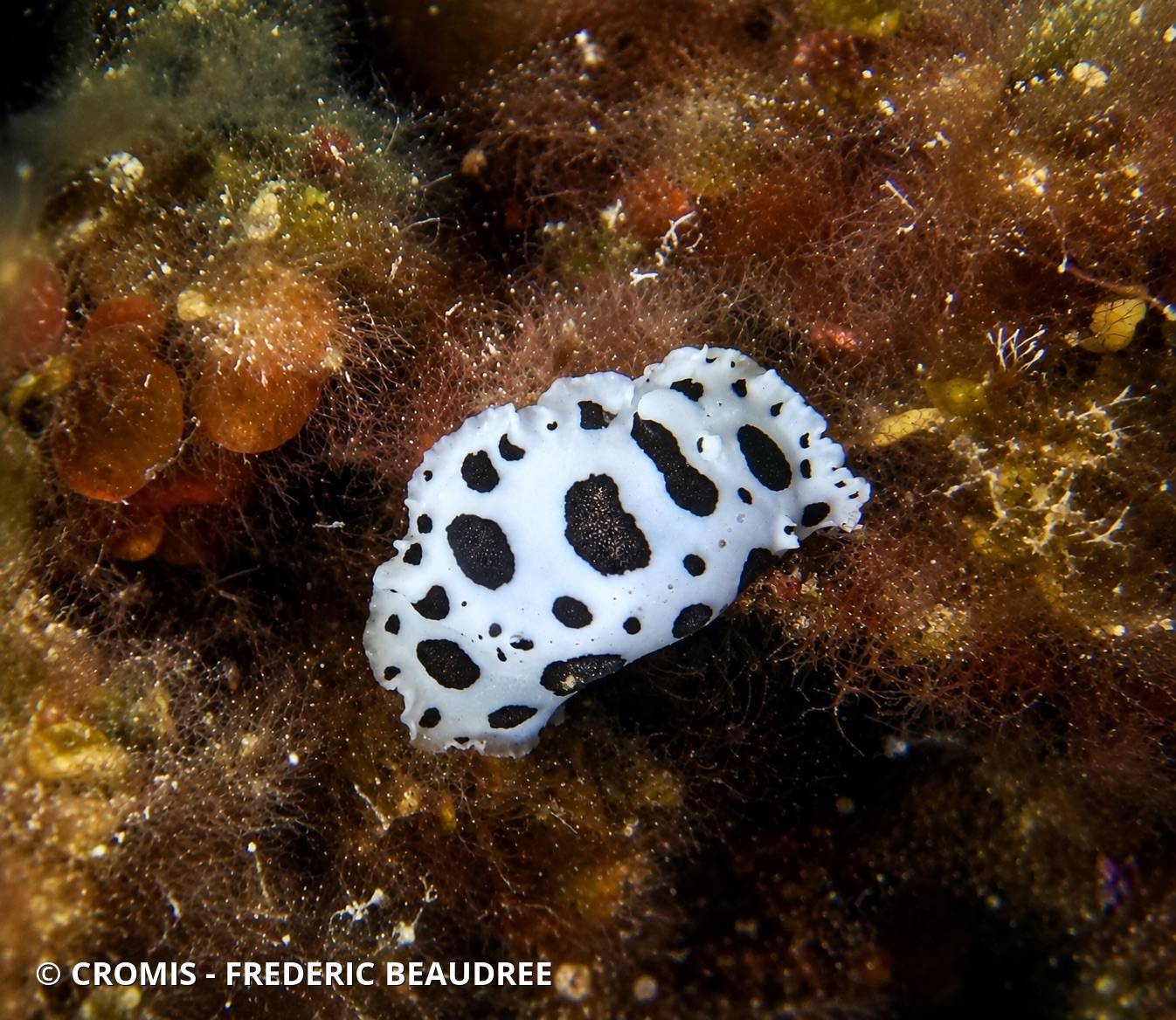 Doris dalmatienne