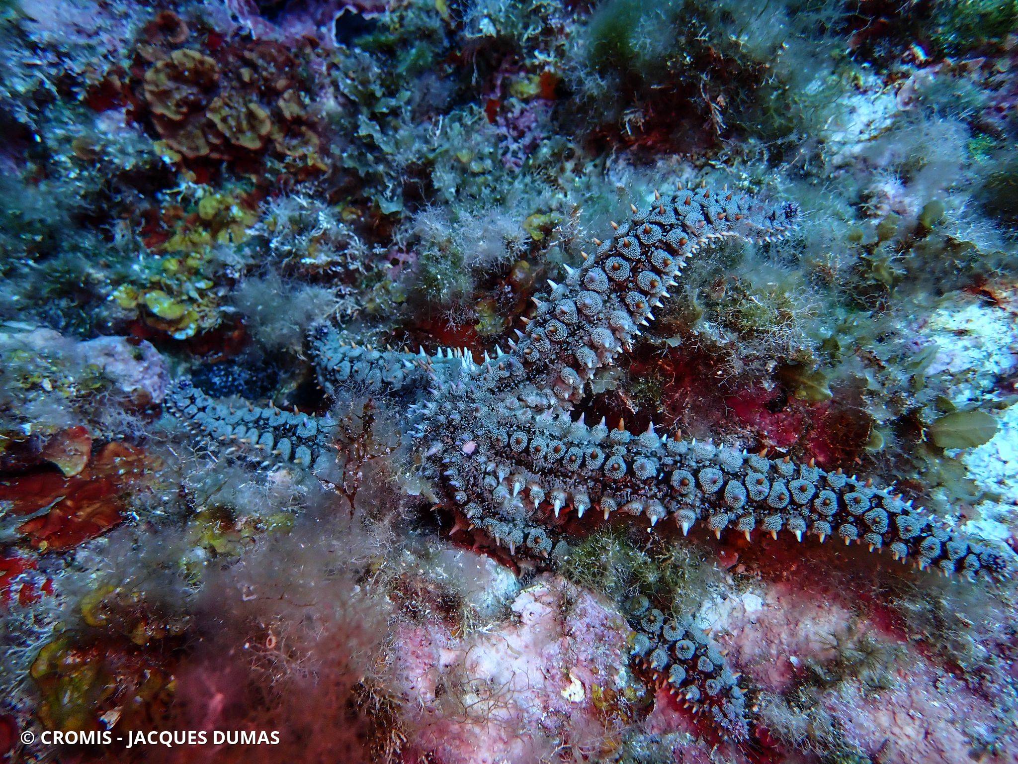 Photo 2 sur 133 : Etoile de mer glaciaire