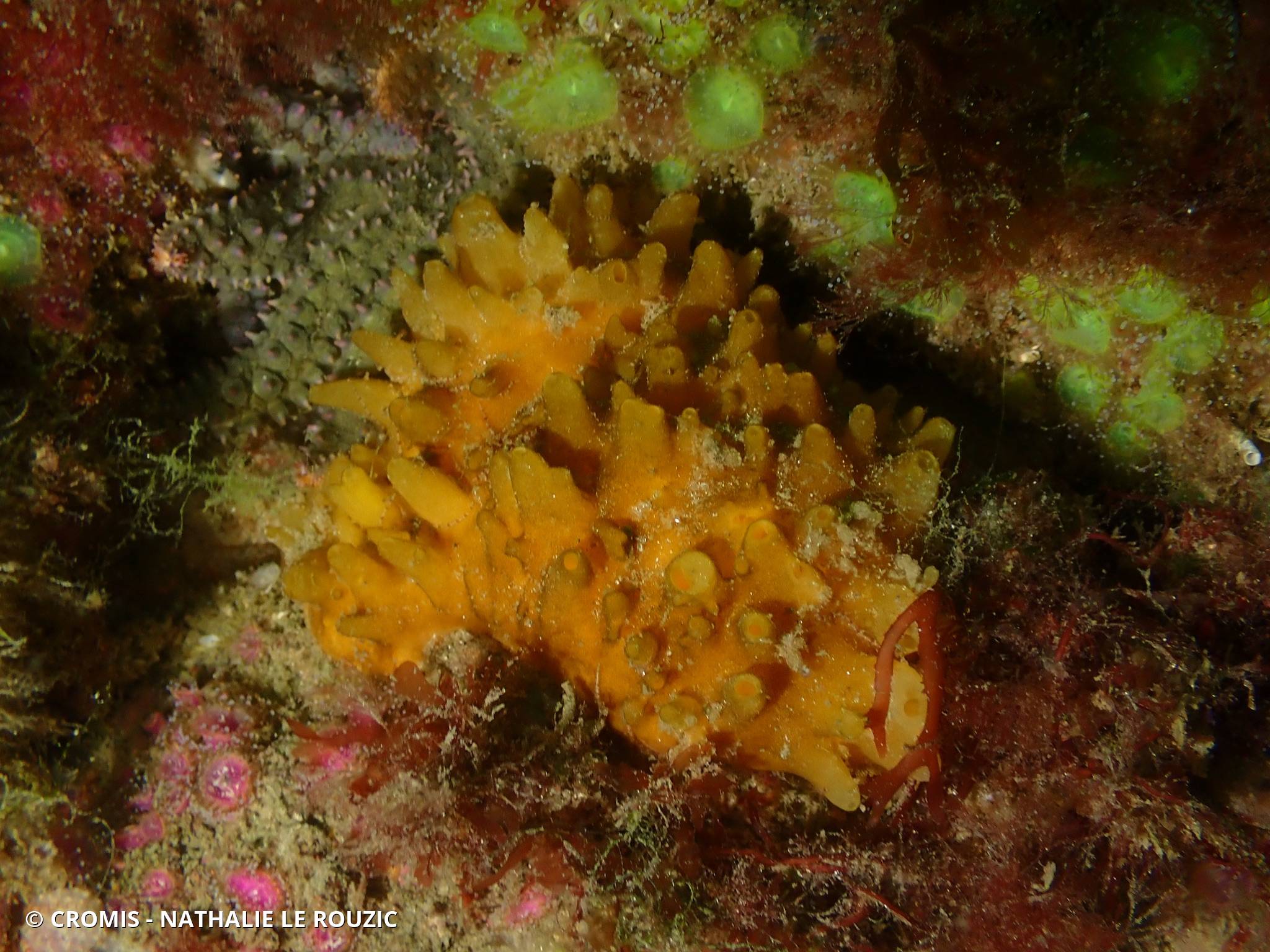 Eponge épineuse orange