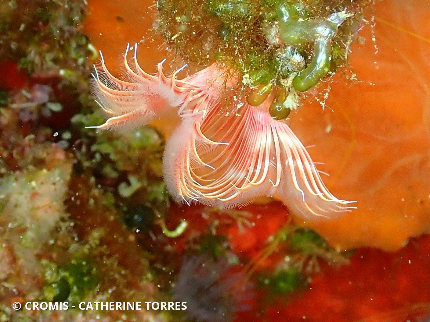 Serpule