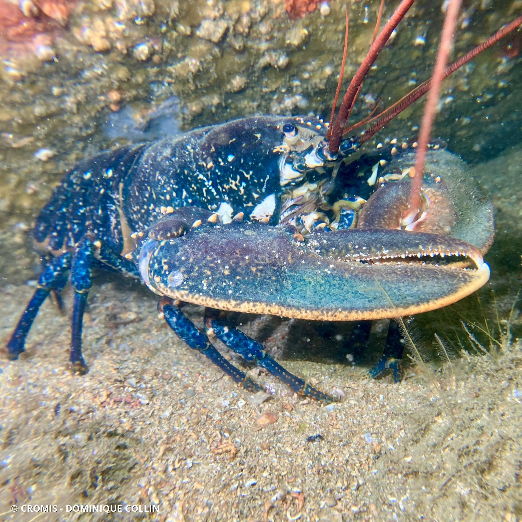 Homard européen