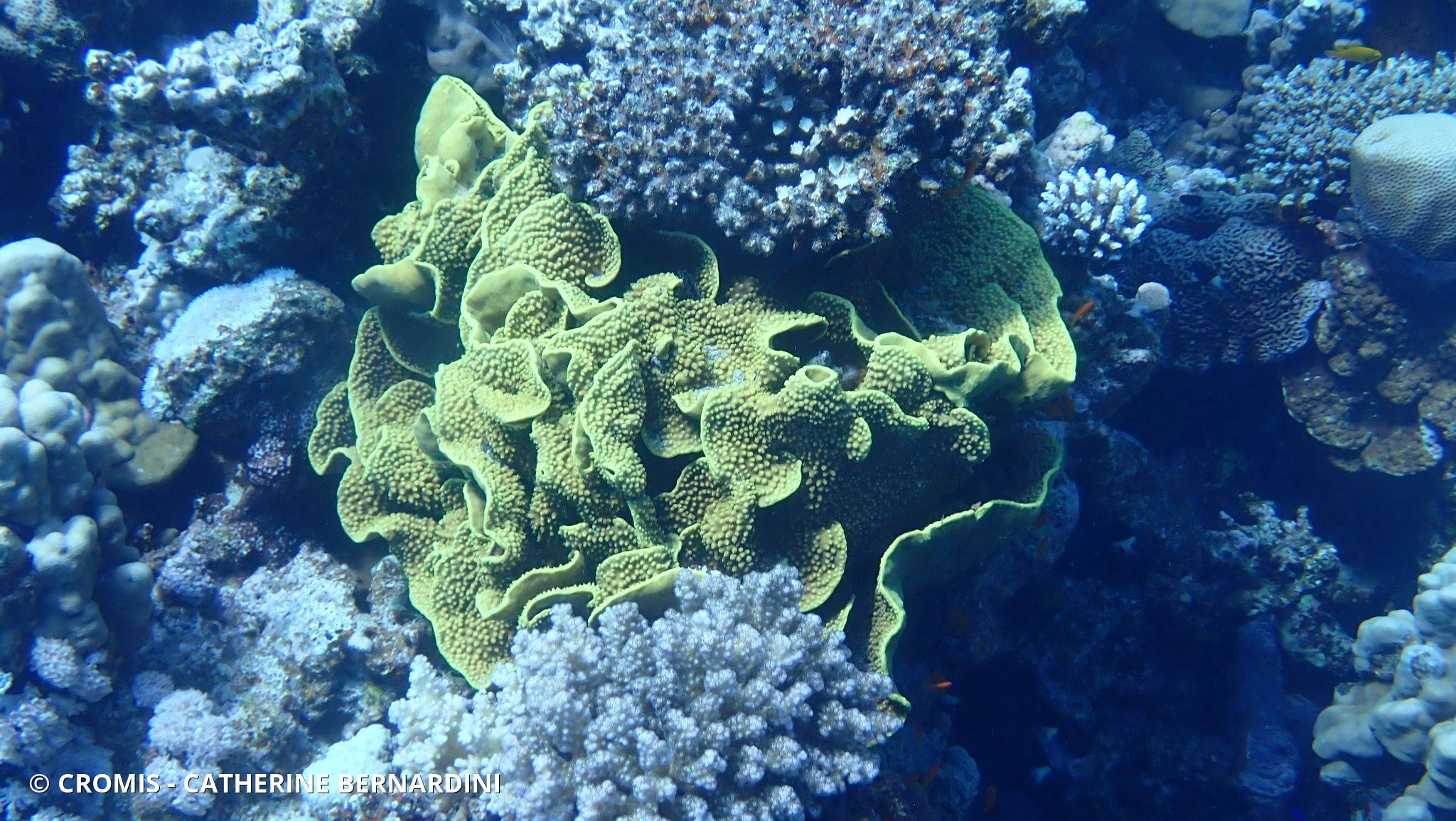 Corail coupe laitue