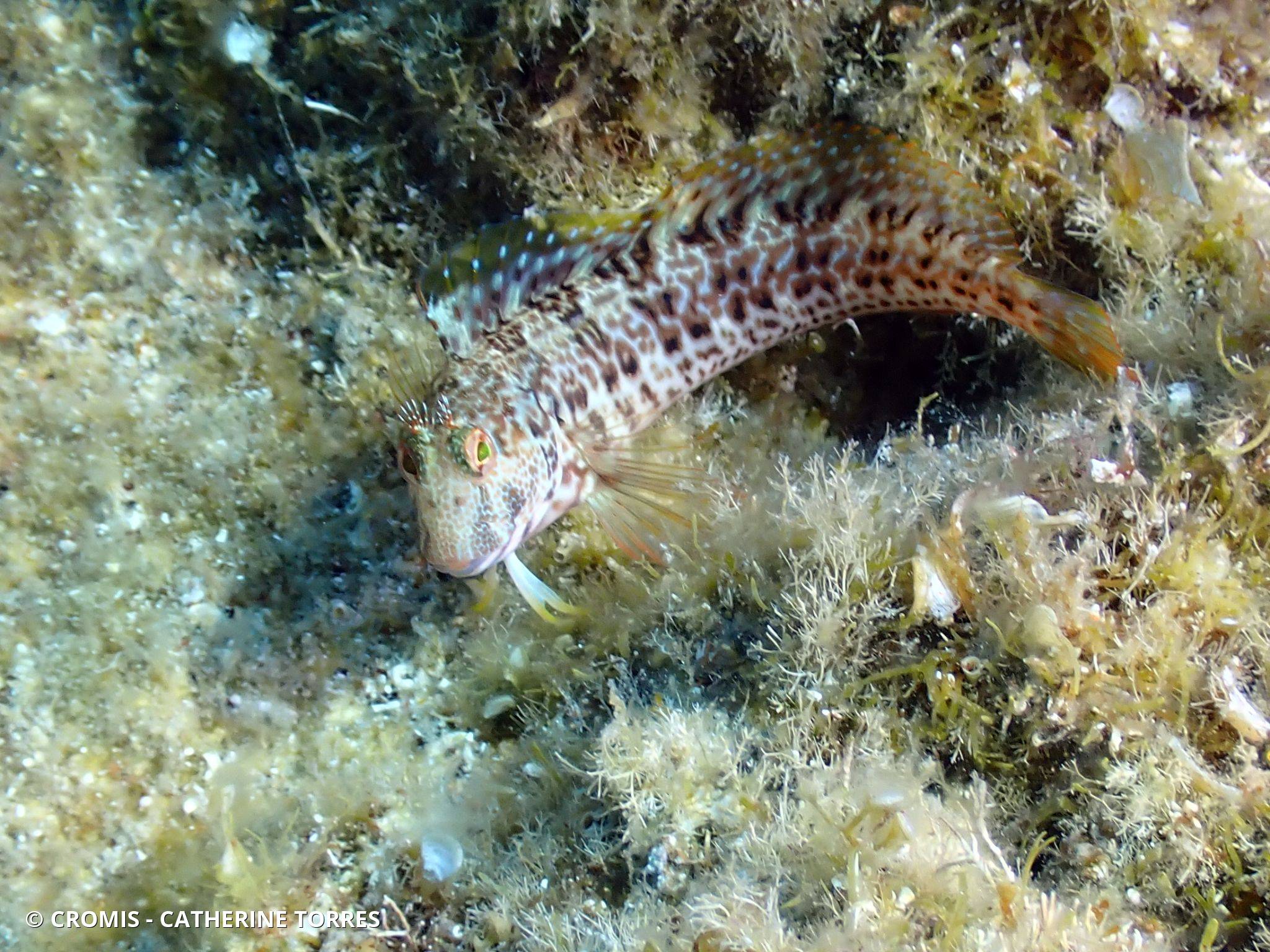 Blennie pilicorne