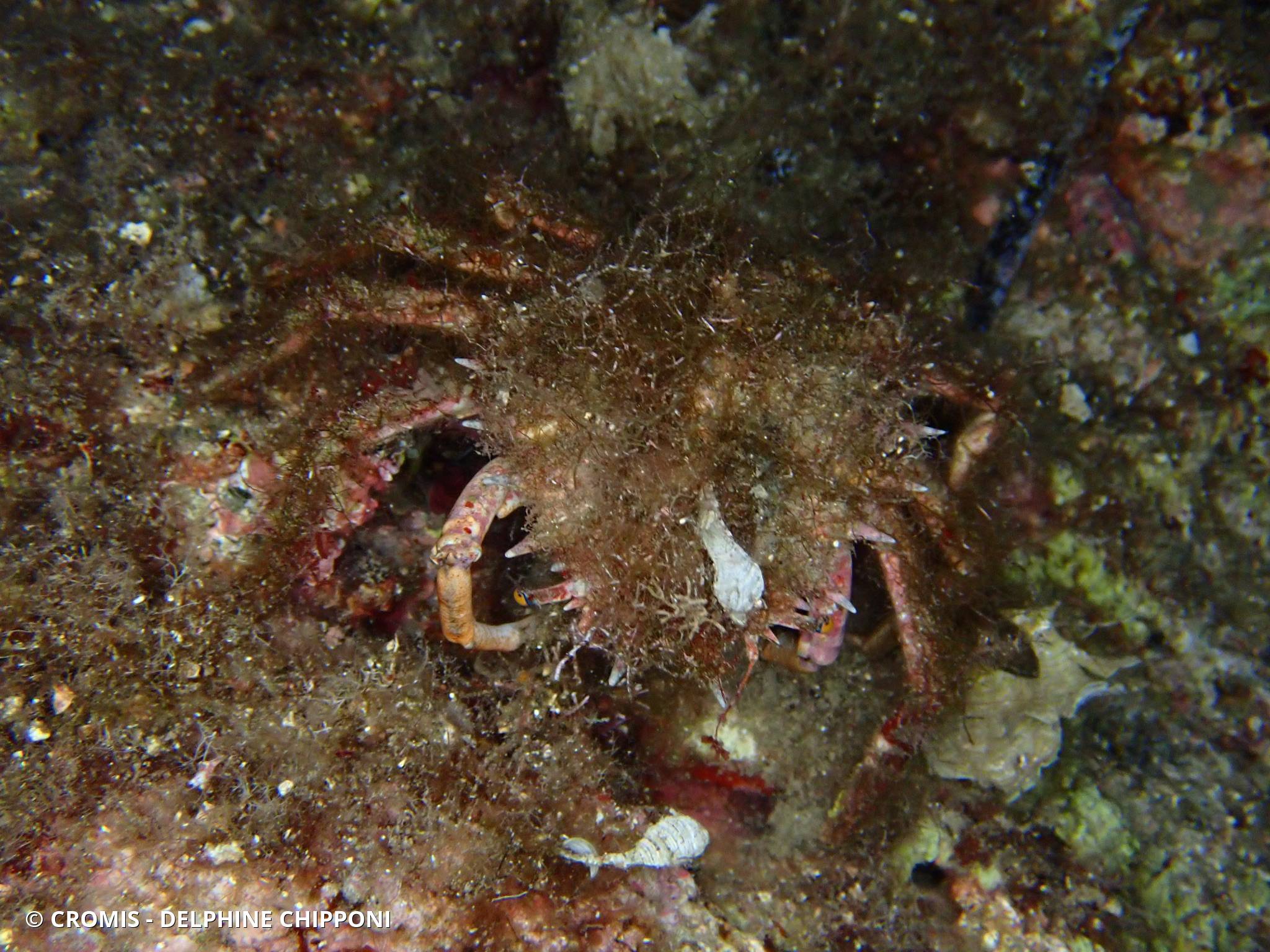 Petite araignée de mer