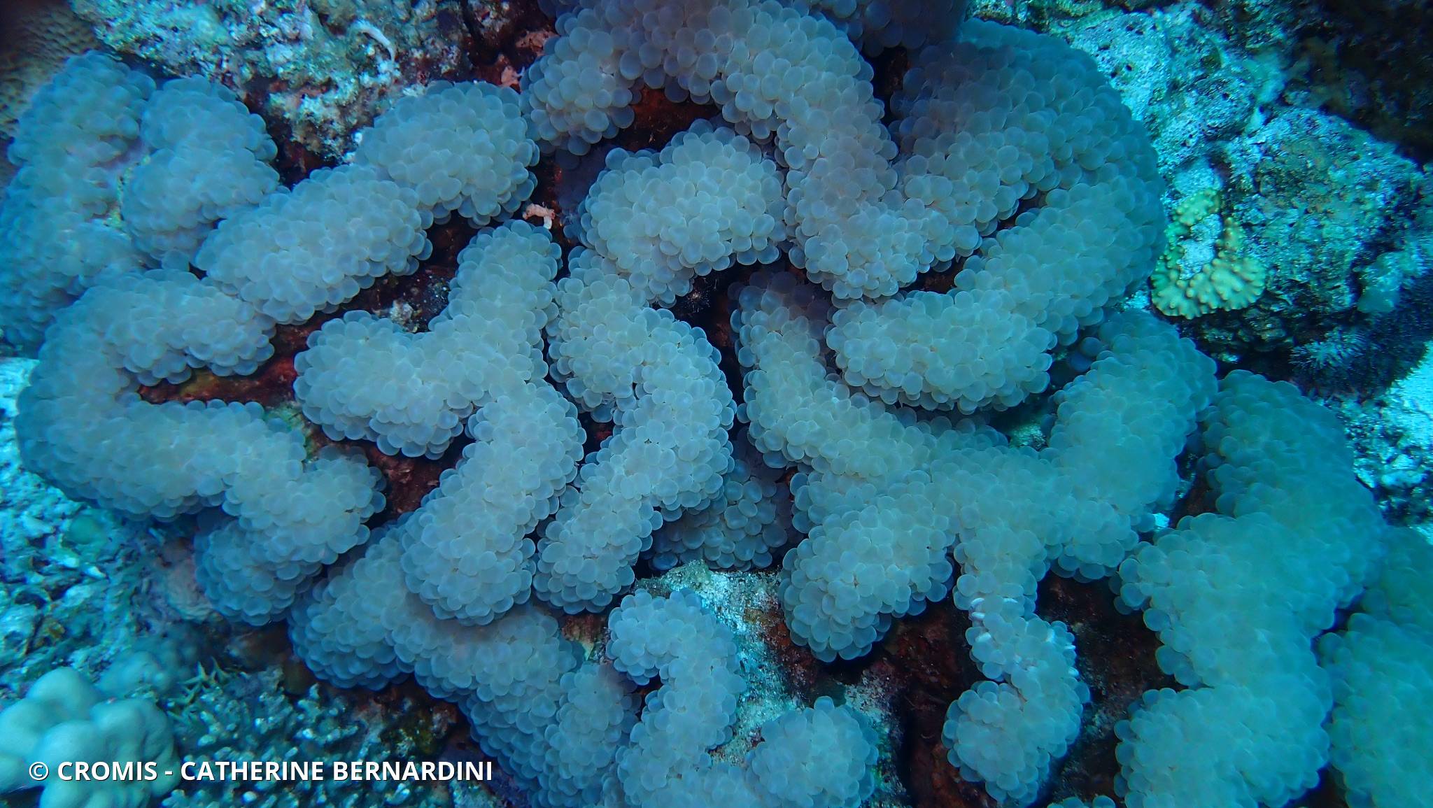 Corail à bulles sinueux
