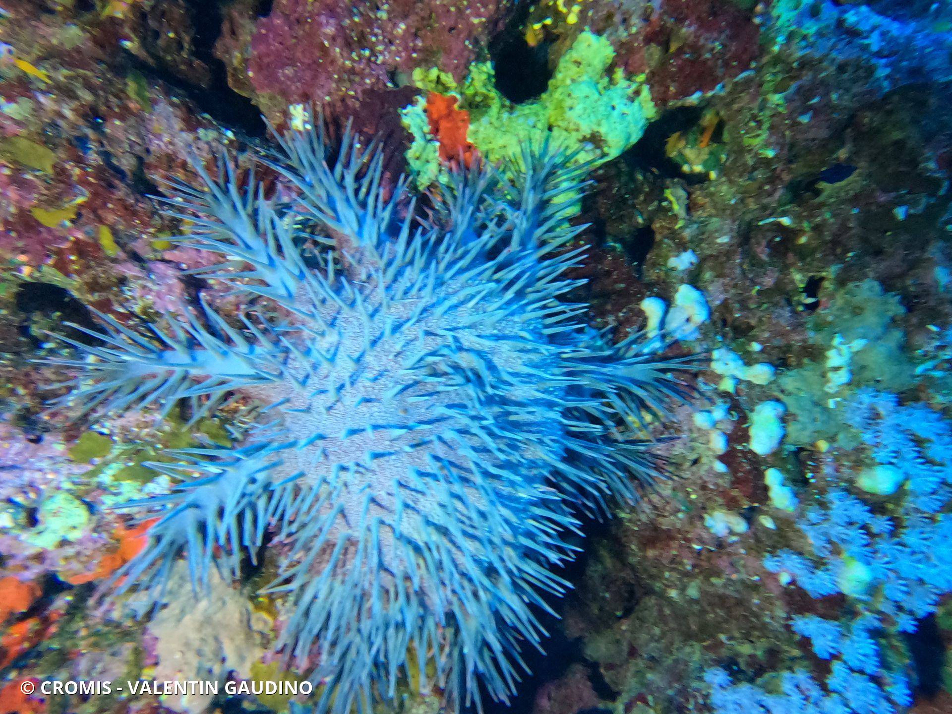 Acanthaster de Benzie