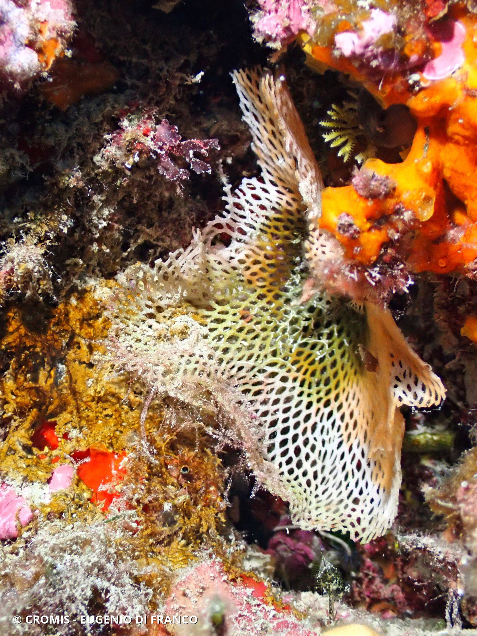 Dentelle des grottes