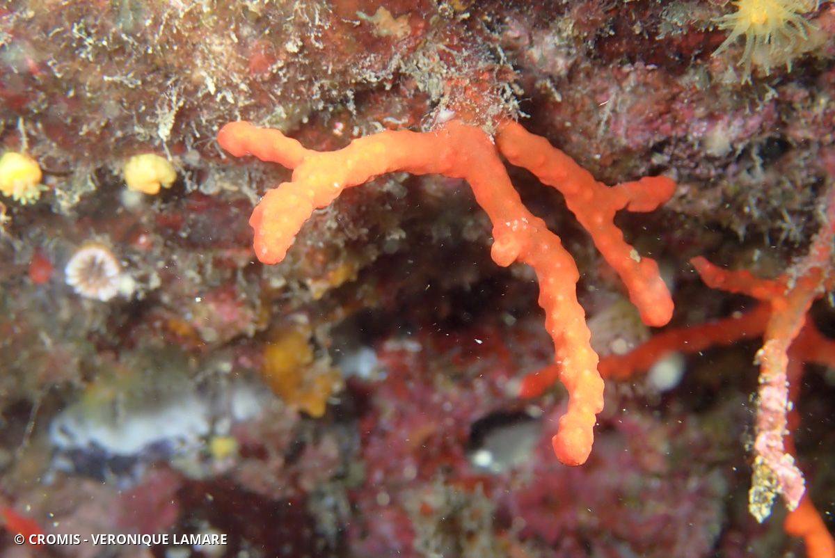 Corail rouge de Méditerranée