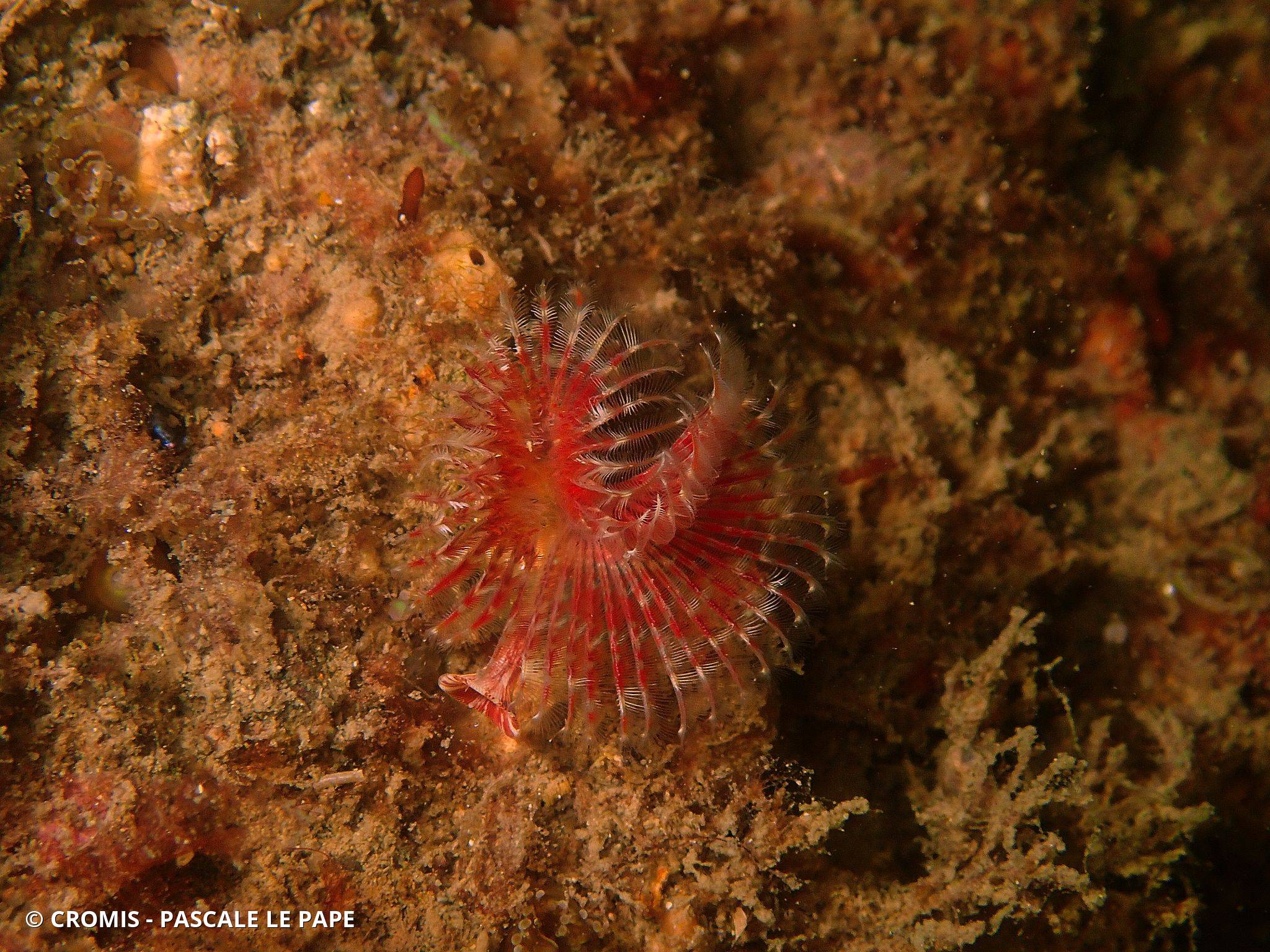 Serpule