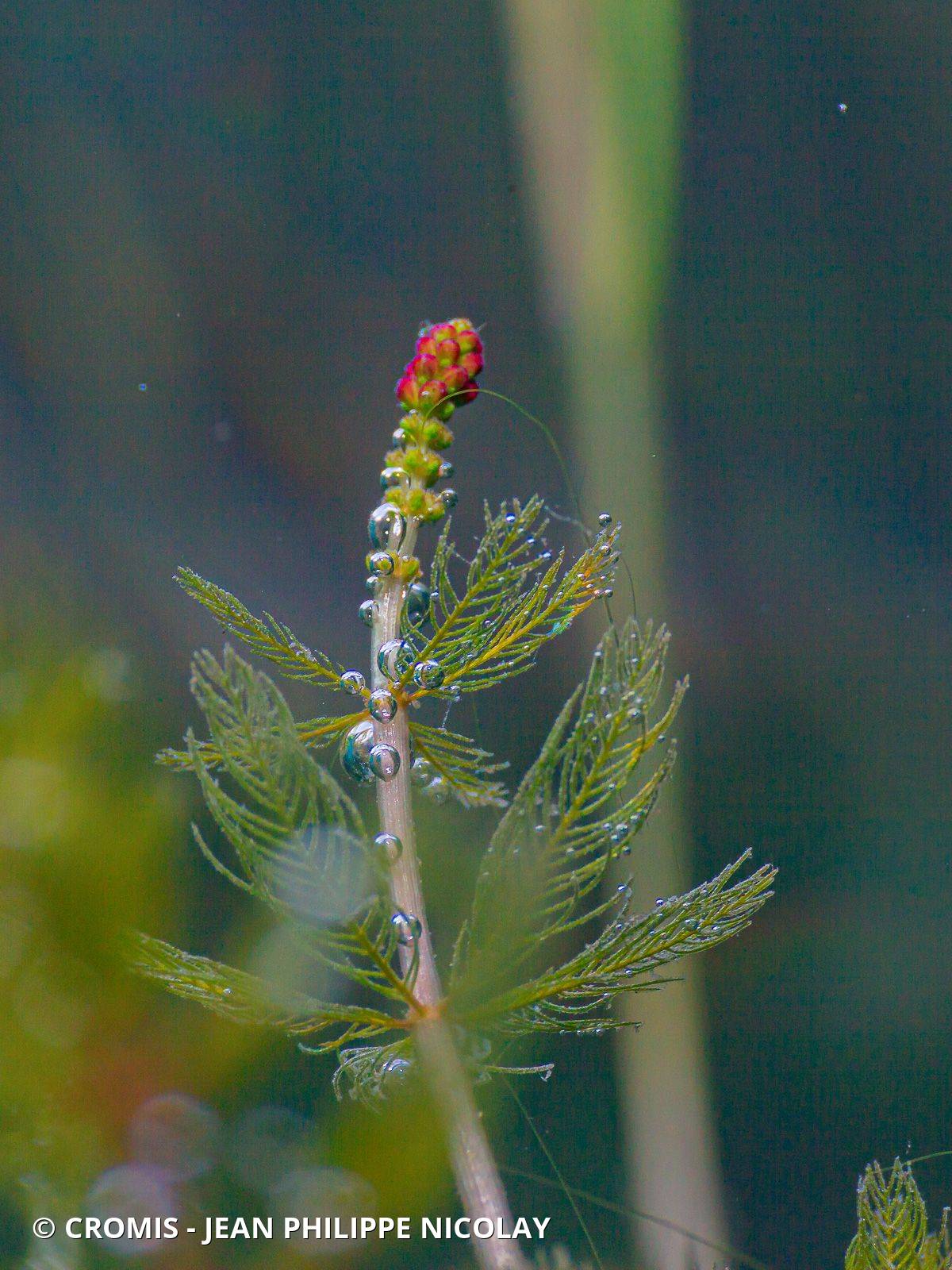 Photo 3 sur 103 : Myriophylle