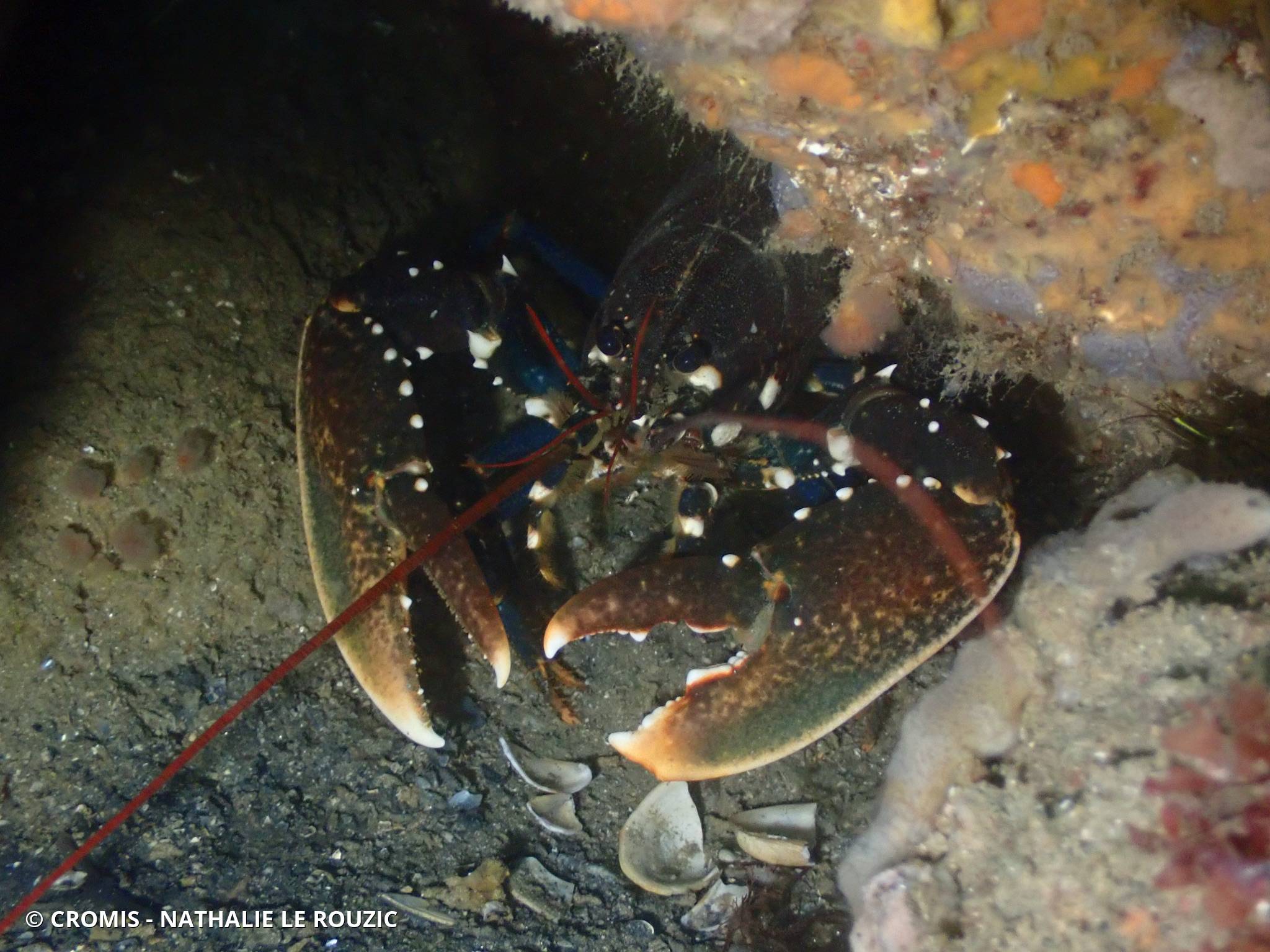 Homard européen