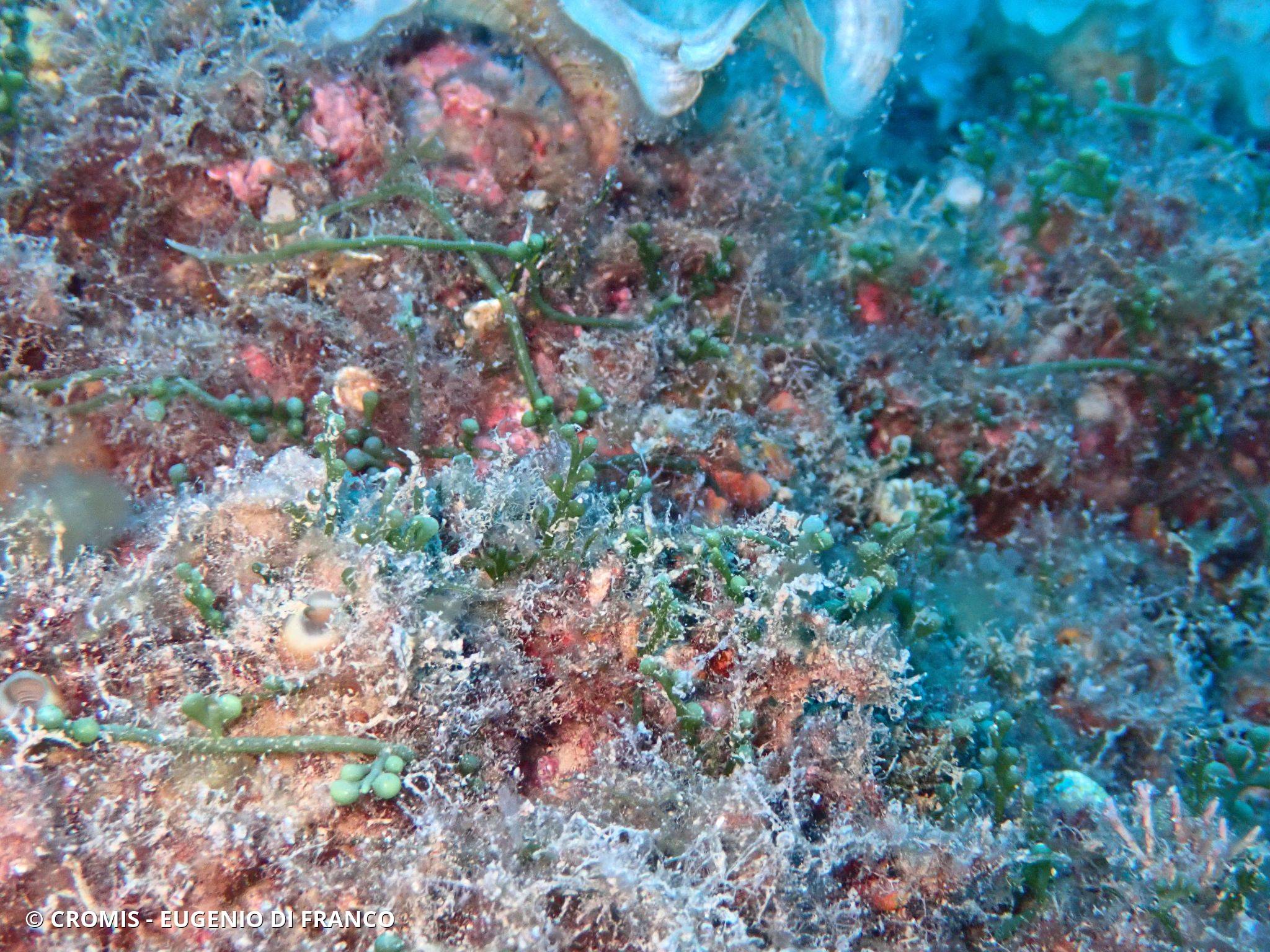 Caulerpe cylindracée