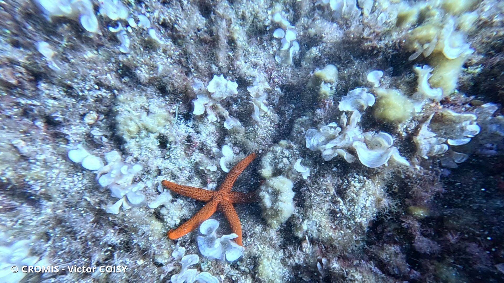 Etoile de mer rouge