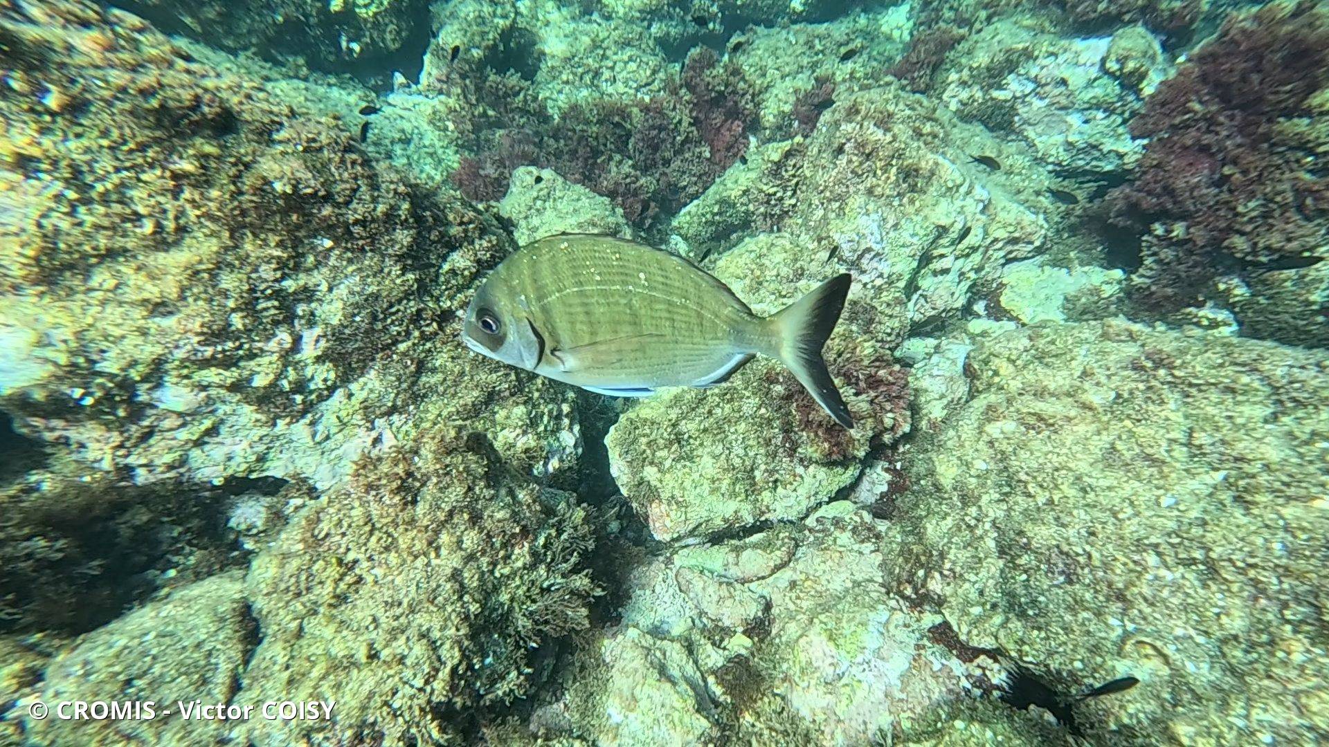Sar commun de Méditerranée