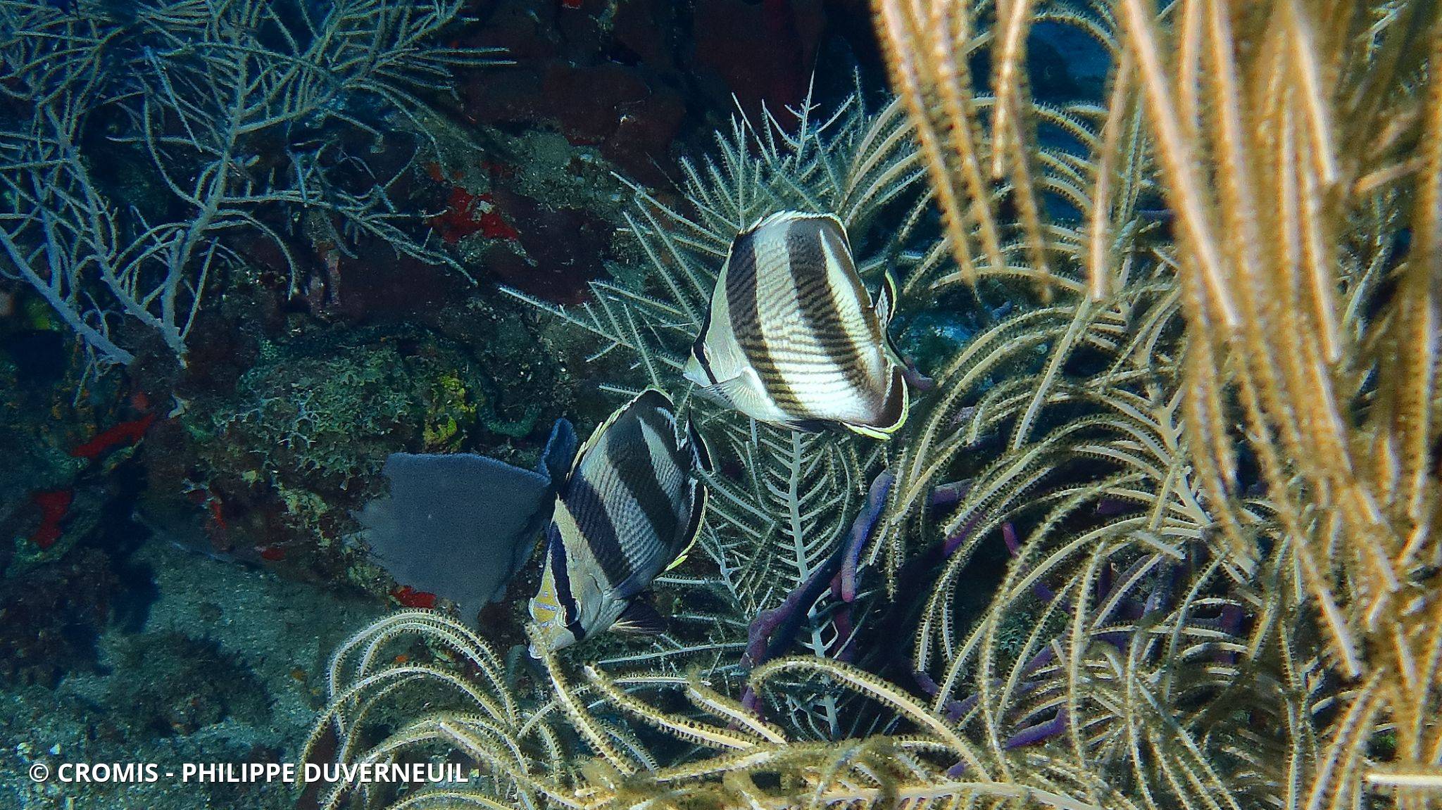 Poisson-papillon strié