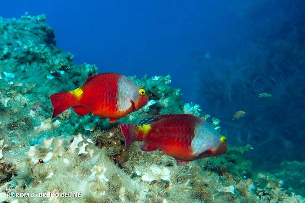Photo 1 sur 54 : Poisson-perroquet méditerranéen