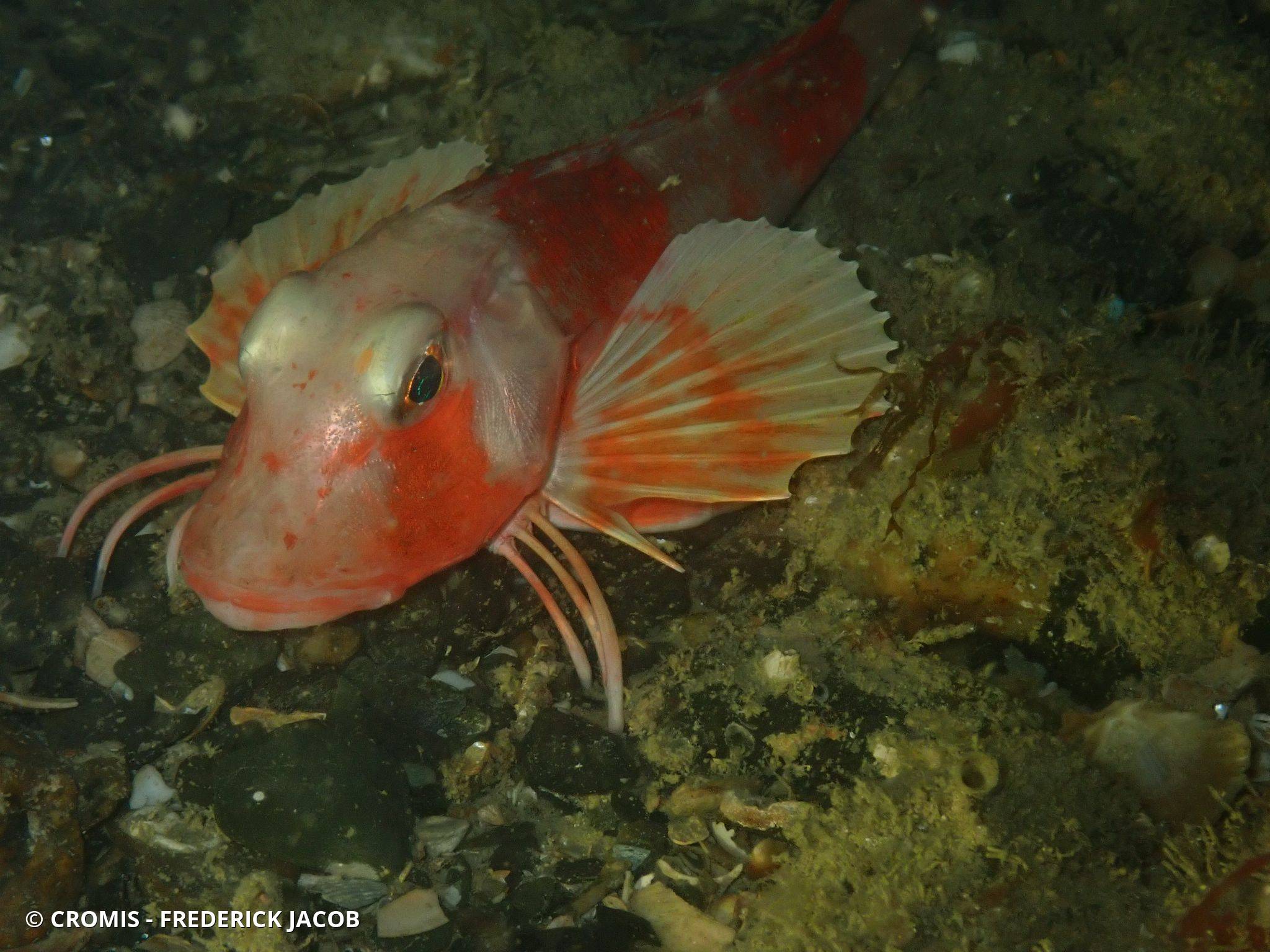 Grondin rouge