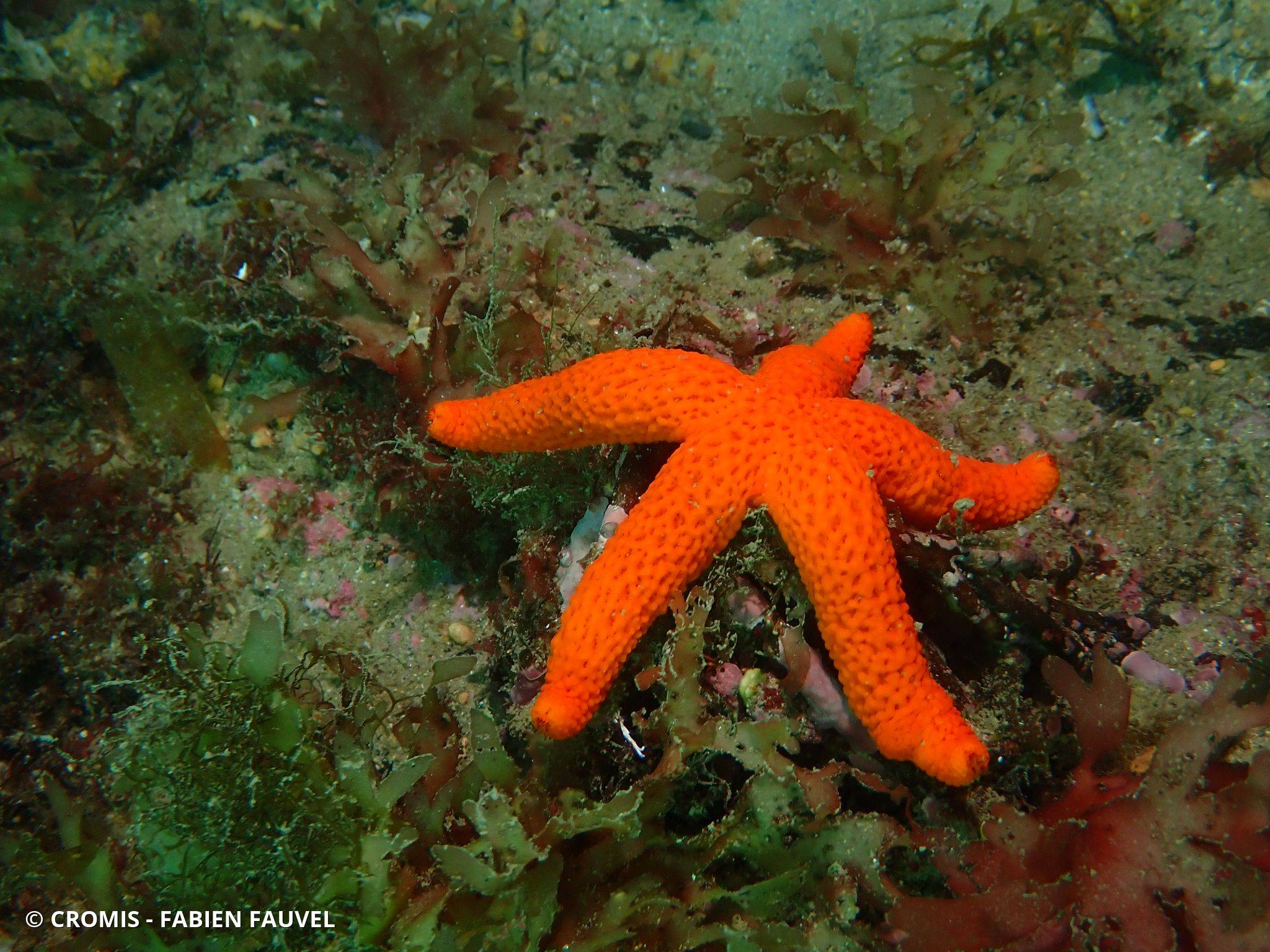 Etoile de mer rouge