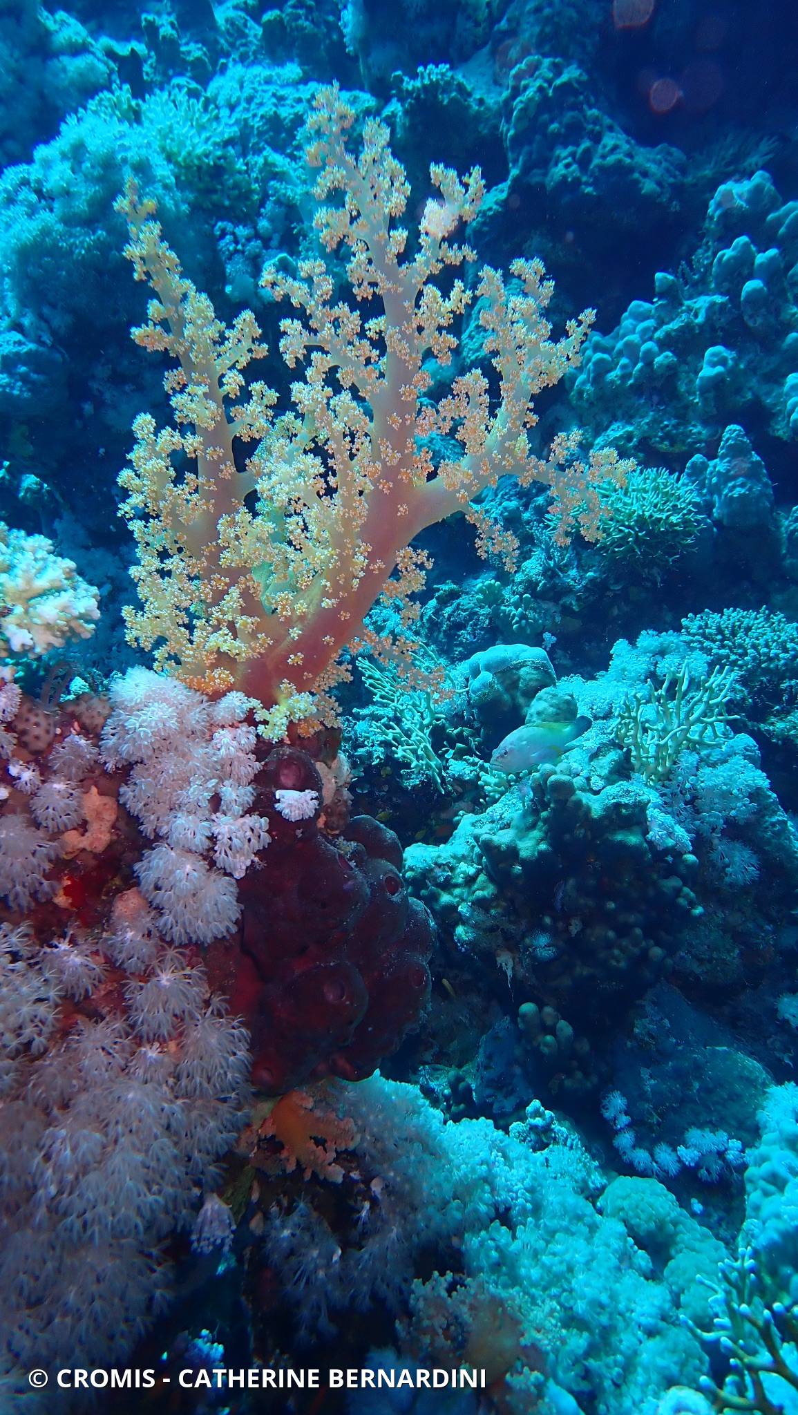 Alcyonaire arborescent