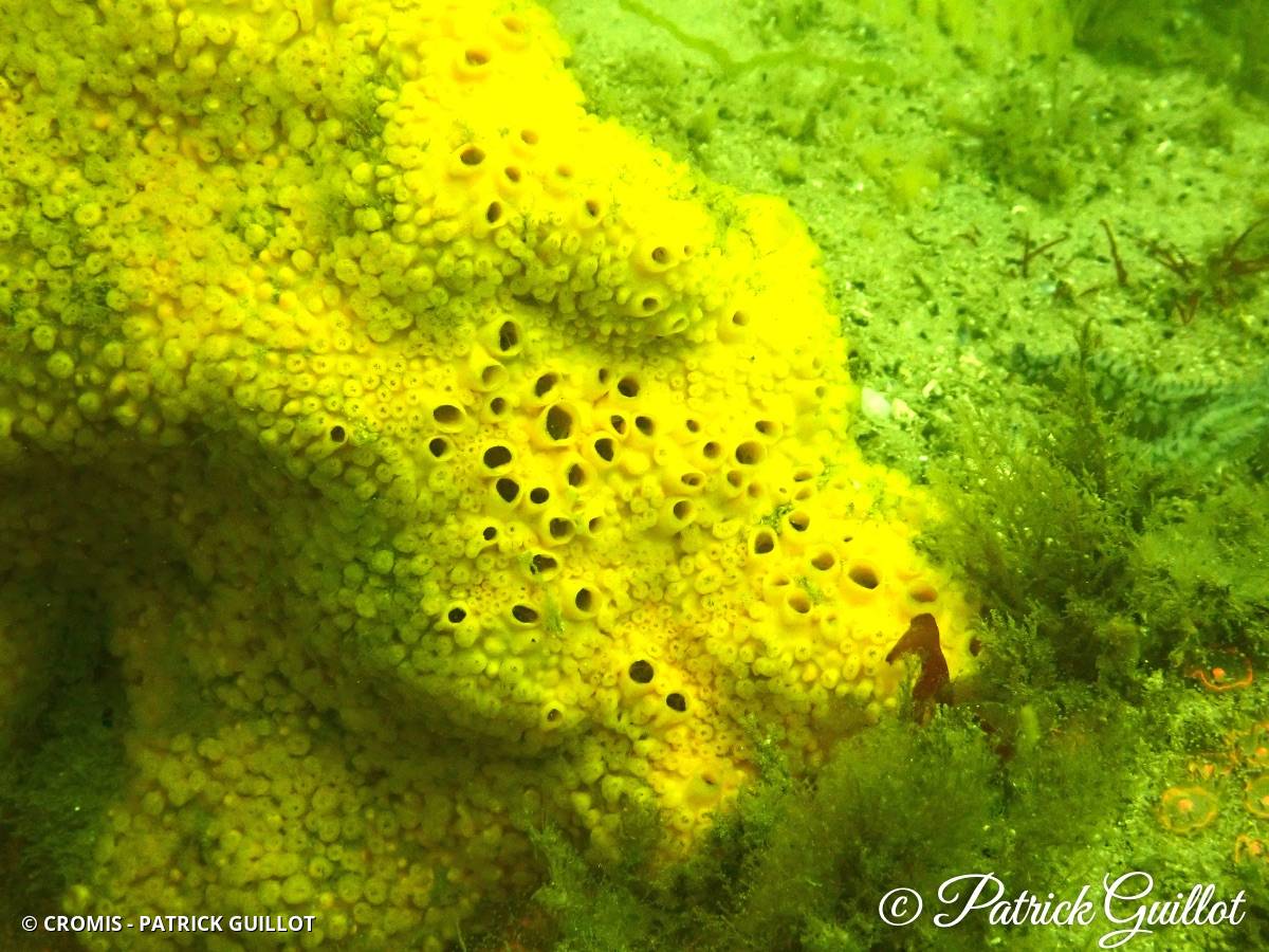 Clione jaune