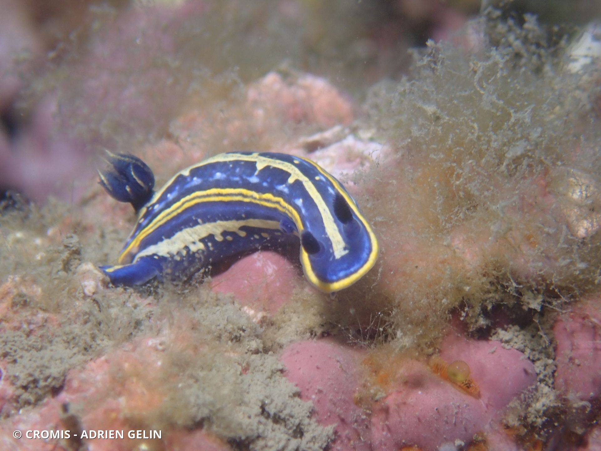 Doris tricolore
